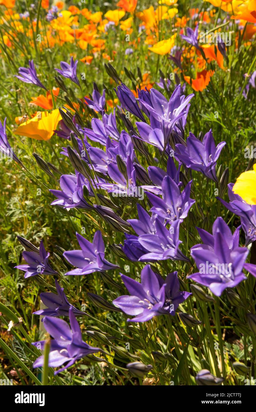 Fleurs bleu orange fin printemps ou début été Bellflower Californian Poppies Garden Mixed Flowers Campanula Meadow Wild Flowering Mix Banque D'Images