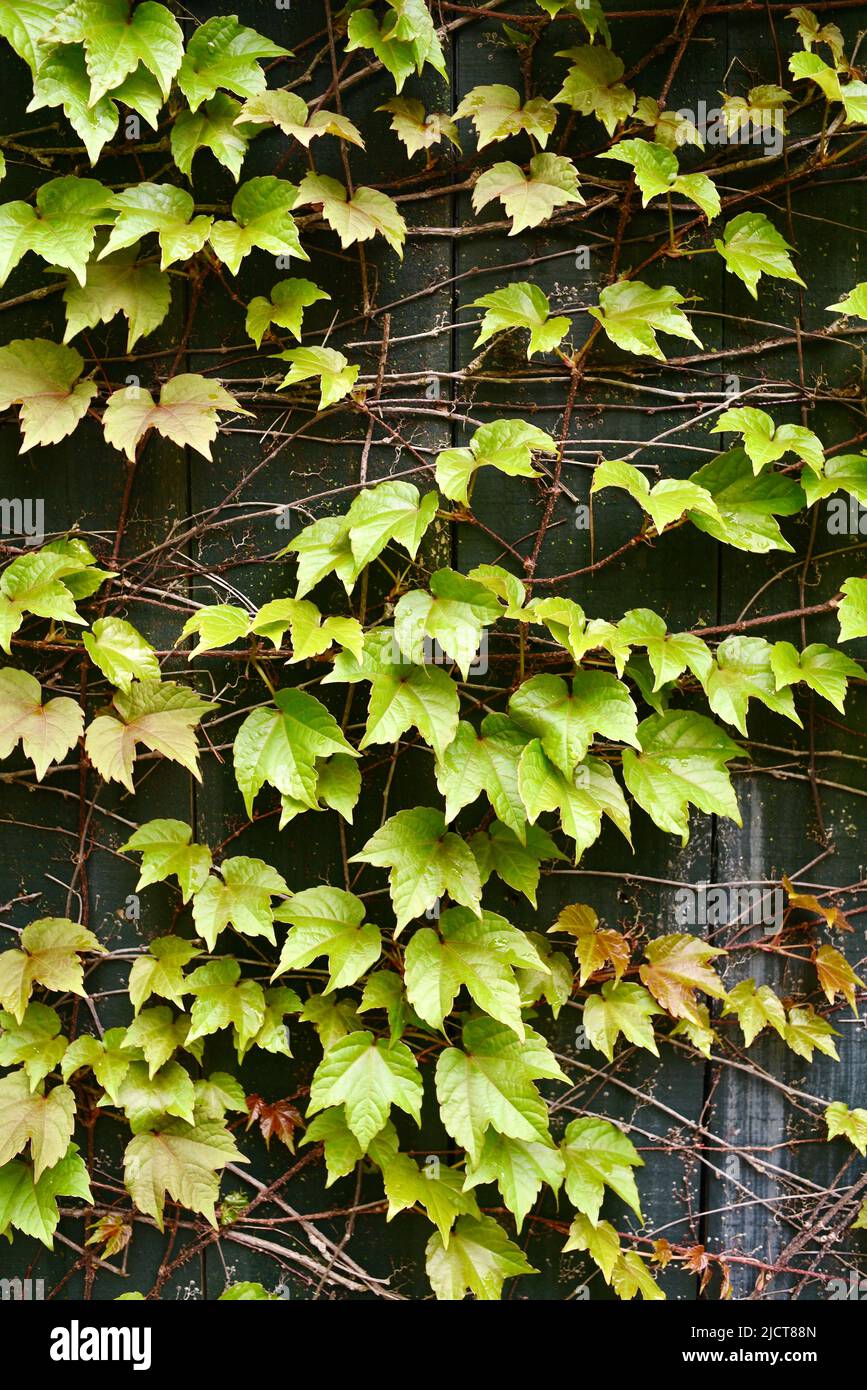 Feuilles de lierre vertes fraîches qui poussent sur un mur en bois tôt le matin, fournissant une clôture naturelle, fond de texture, Elkhart Lake, Wisconsin, États-Unis Banque D'Images