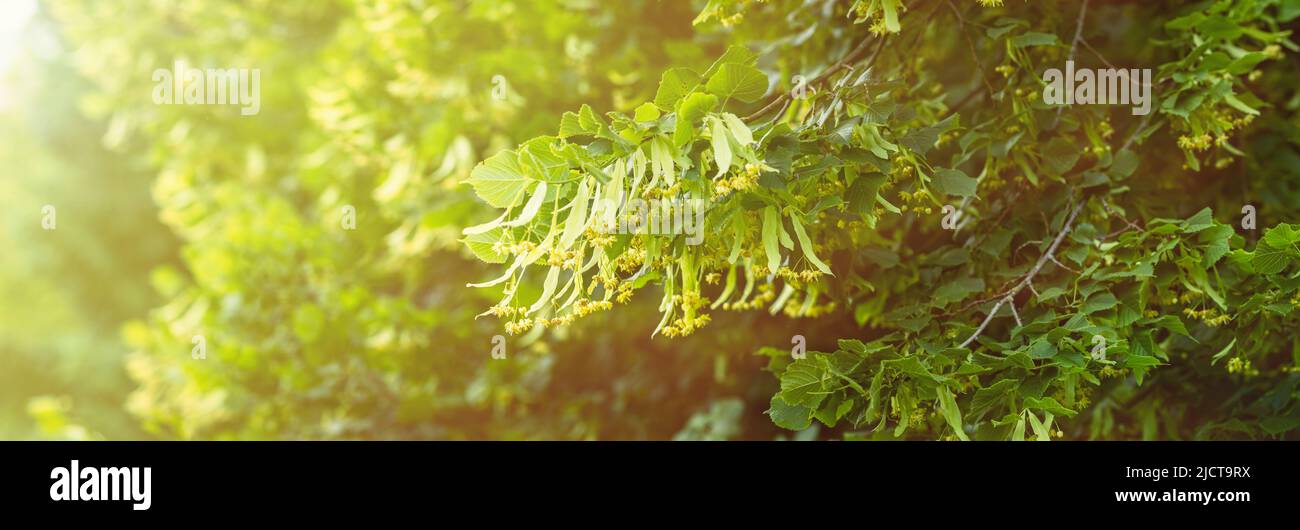 Fleurs de petit tilleul (Tilia cordata). Branche couverte de fleur jaune utilisée pour la préparation de thé curatif à base de plantes. Dos naturel Banque D'Images