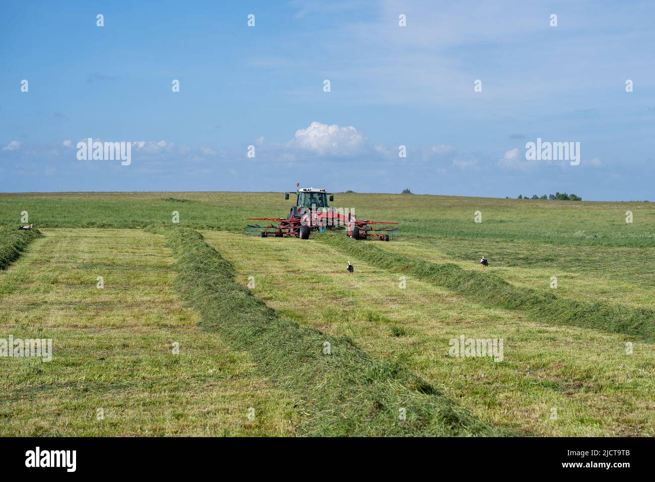 Un agriculteur lituanien prépare les rangées de foin pour la mise en balles avec la faneuse Banque D'Images