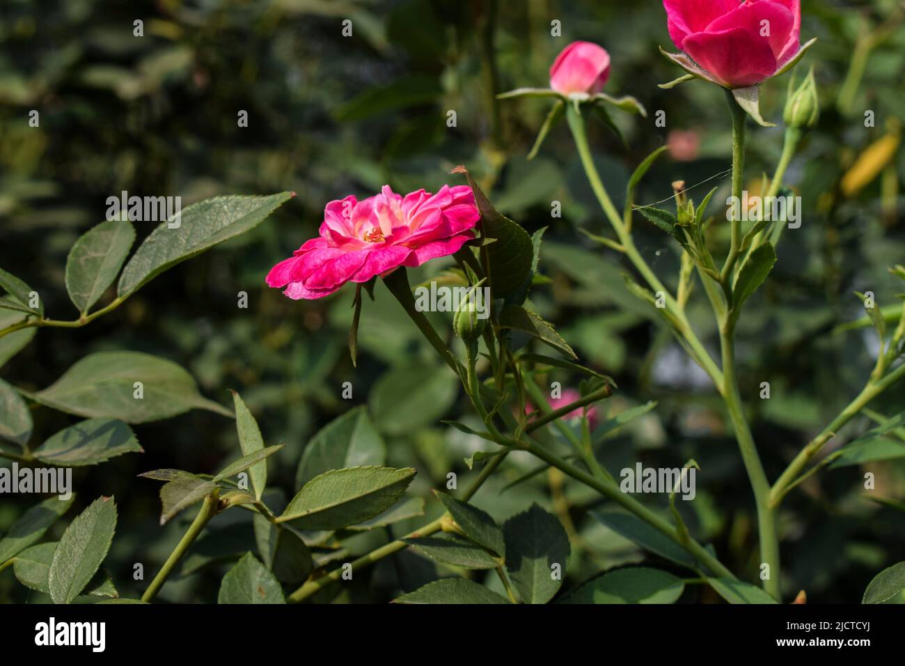 Belle rose traditionnelle indienne rose également connue sous le nom de Desi gulab. Plantes à fleurs roses avec fond vert feuilles Banque D'Images