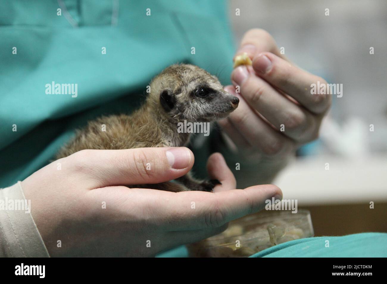 Gros plan de l'alimentation manuelle. Un vétérinaire nourrit un bébé meerkat, que la mère a refusé. Photo de haute qualité Banque D'Images