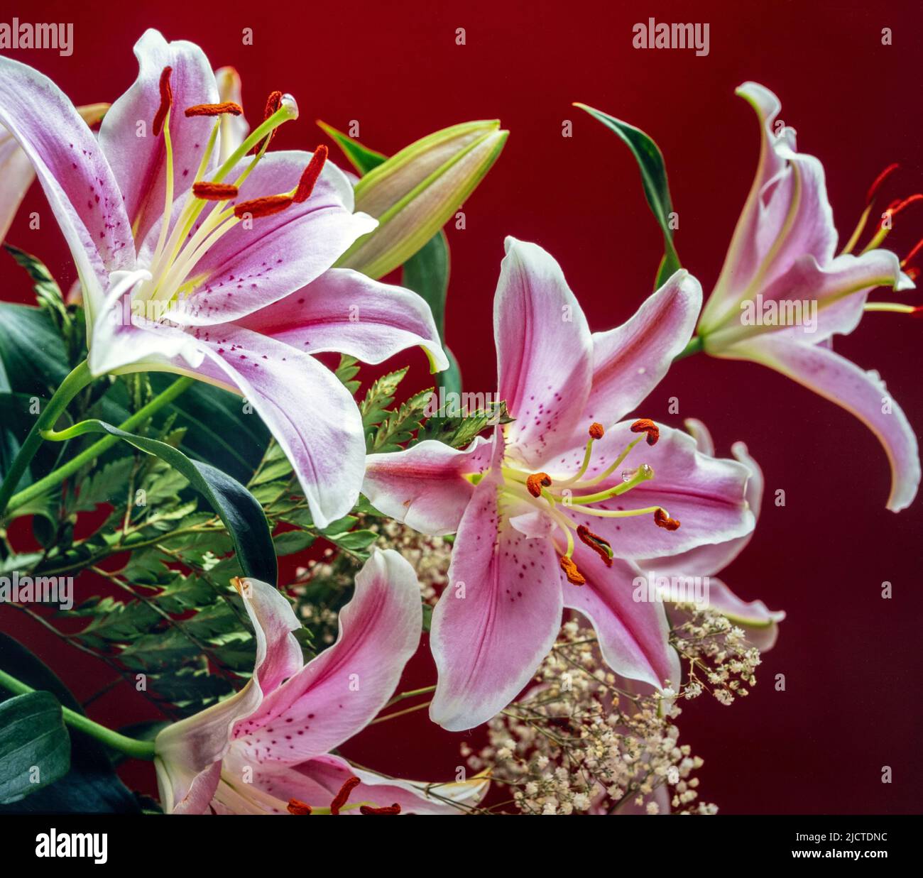 Lilium ,le Stargazer lily est un hybride de muguet ,Oriental group Banque D'Images