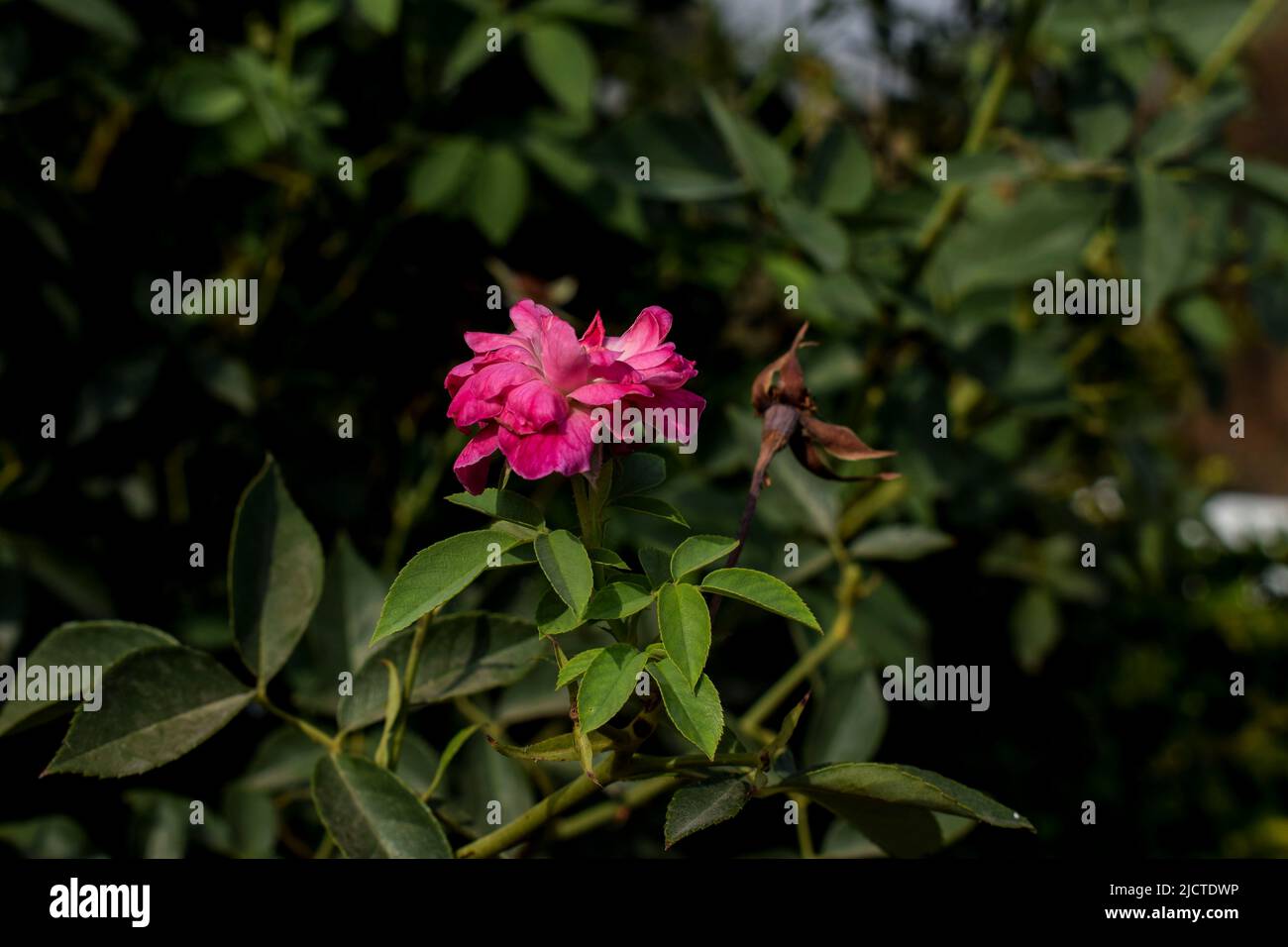 Belle rose traditionnelle indienne rose également connue sous le nom de Desi gulab. Plantes à fleurs roses avec fond vert feuilles Banque D'Images