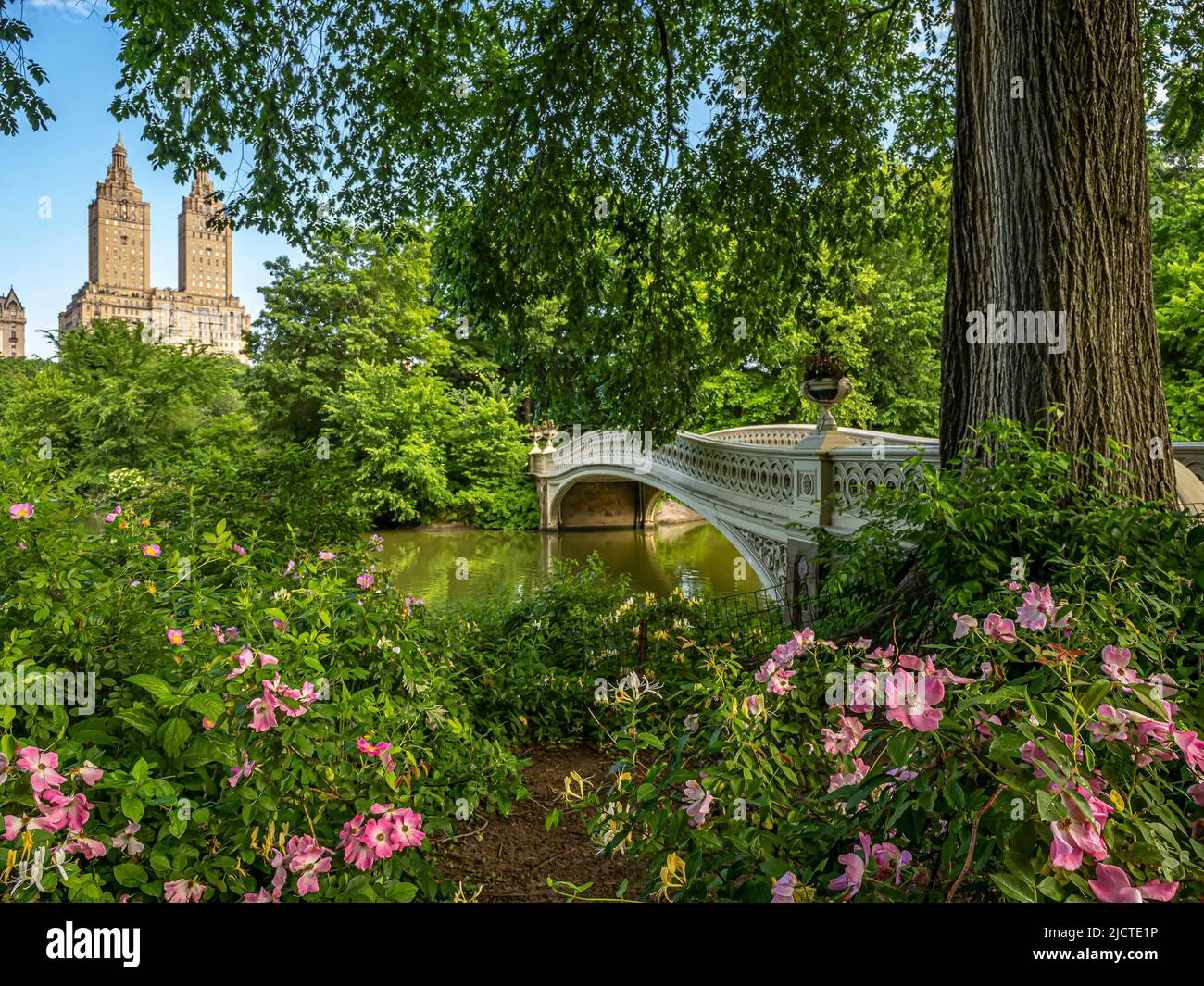 Bow Bridge, Central Park, New York, tôt le matin à la fin du printemps Banque D'Images