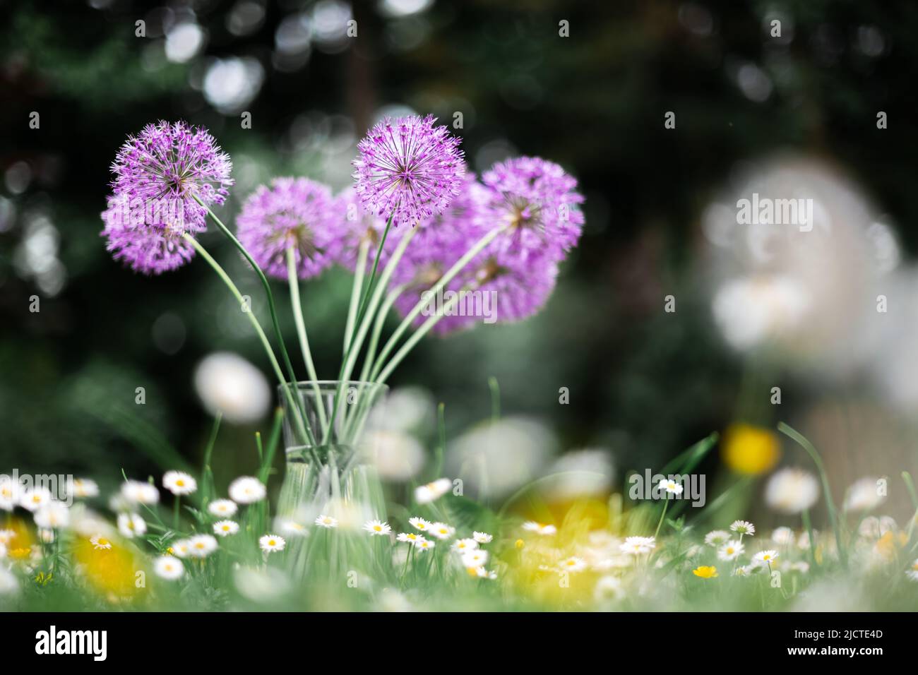 Bouquet de fleurs violettes dans vase en verre sur prairie forestière recouverte de fleurs sauvages. Arrière-plan de beauté naturelle Banque D'Images