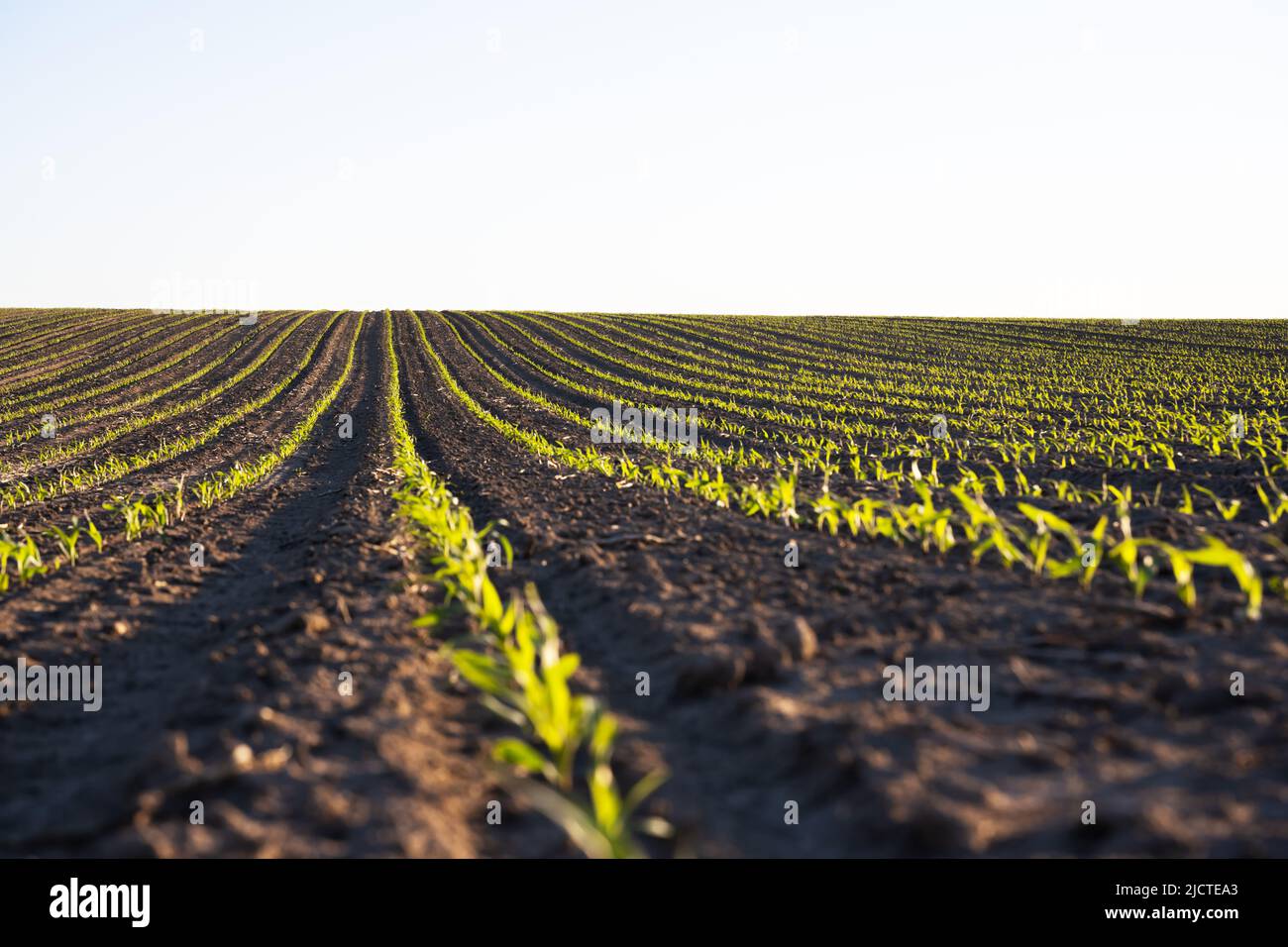 Les rangs de maïs vert et les vagues des champs agricoles de l'Ukraine. Contexte agricole Banque D'Images