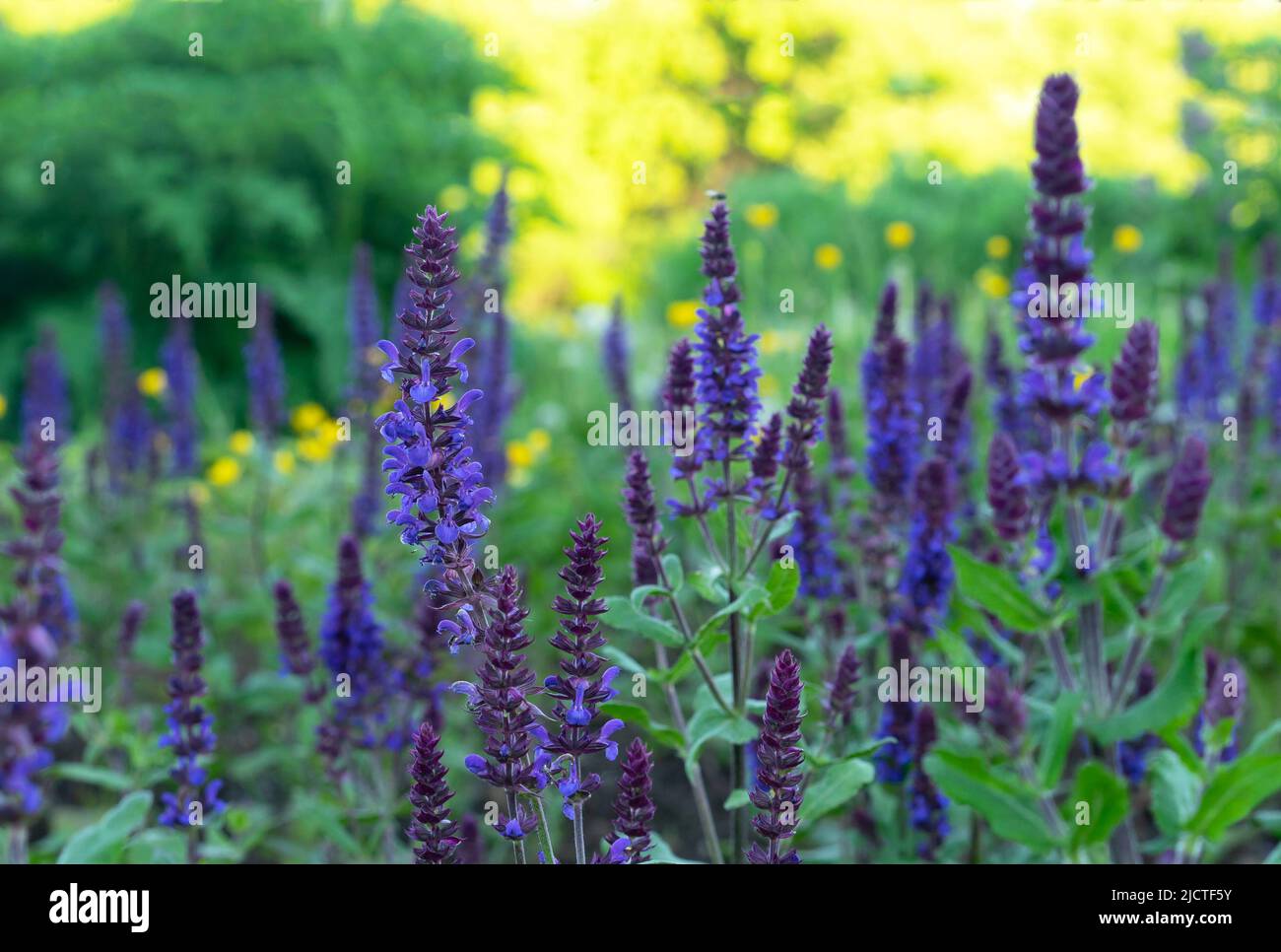 Fleurs de sauge pourpres. La sauge vivace (Salvia nemorosa) est une plante médicinale et une épice alimentaire. Banque D'Images