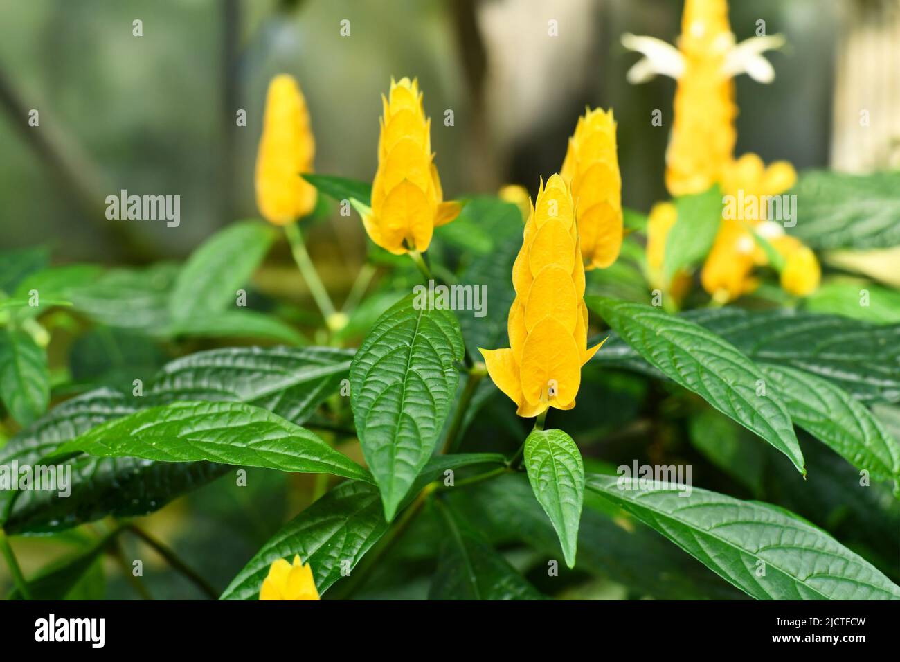 Crevette tropicale dorée à fleurs jaunes. Nom botanique 'Pachystachys Lutea' Banque D'Images