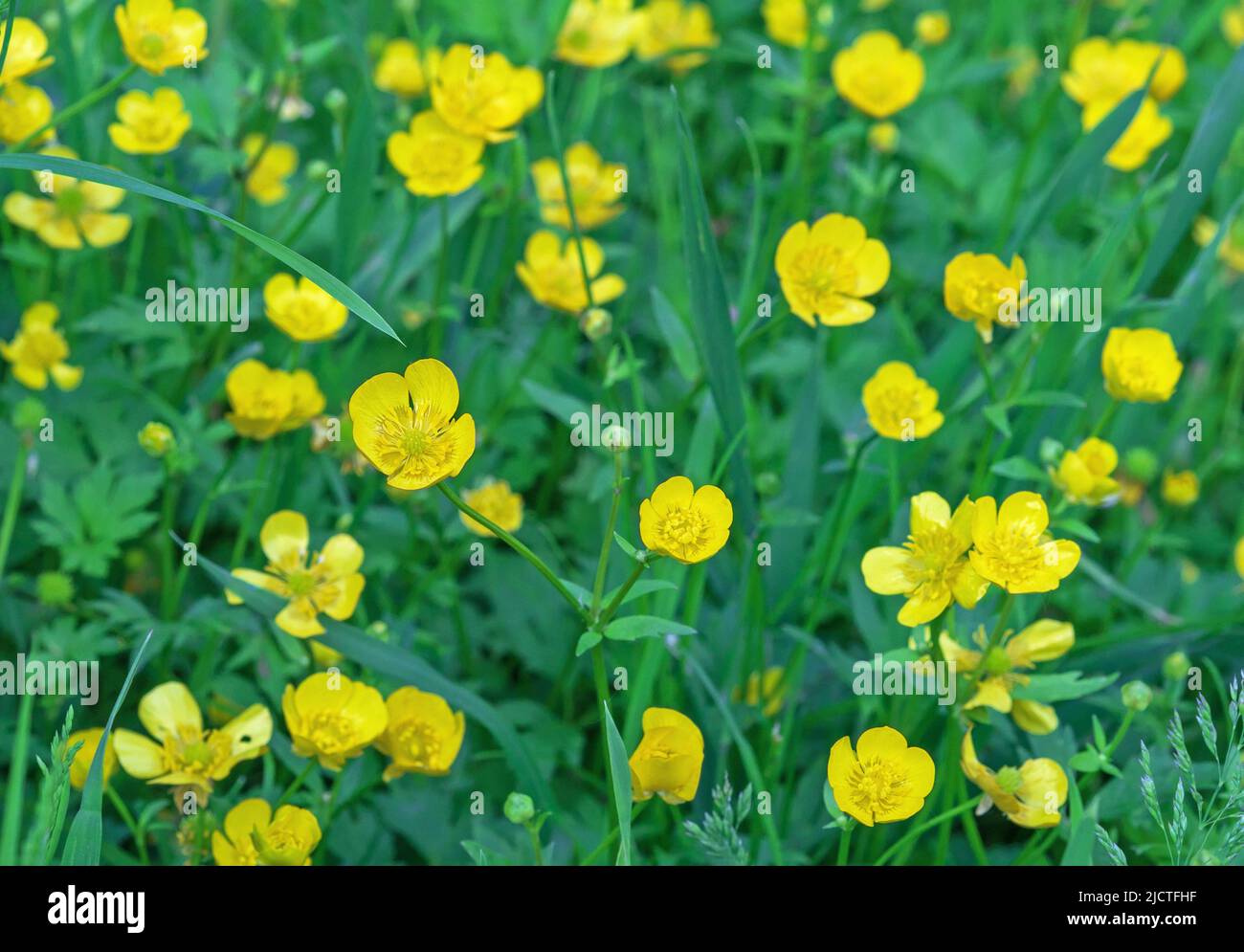 Coupe de beurre Meadow, coupe de beurre haute, coupe de beurre géante. Fleurs jaunes Buttercup sur fond d'herbe verte. Banque D'Images