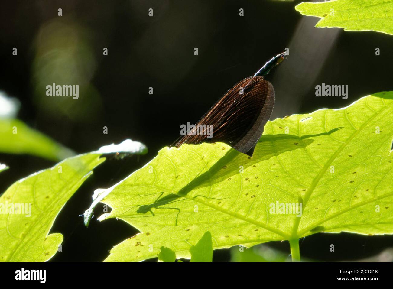 Les damselflies sont des insectes volants du sous-ordre Zygoptera dans l'ordre Odonata. Banque D'Images