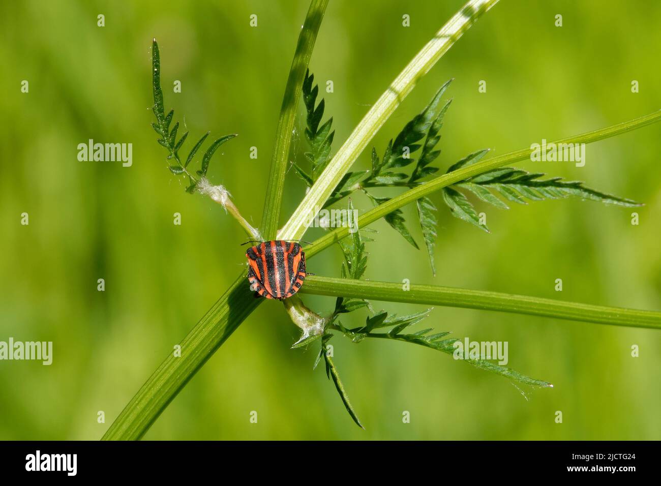 Graphosoma italicum est une espèce de punaise de la famille des Pentatomidae. Banque D'Images