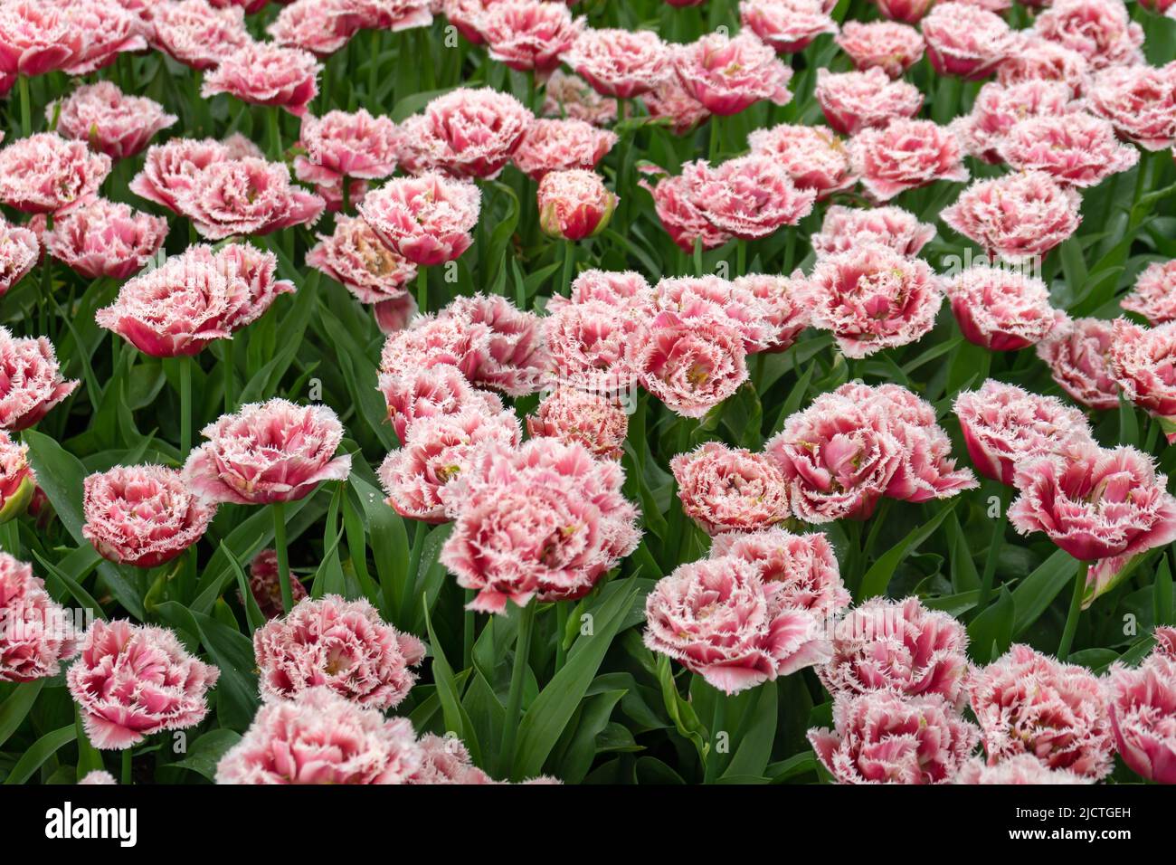 Paysage de tulipes légèrement roses dans le jardin Banque D'Images