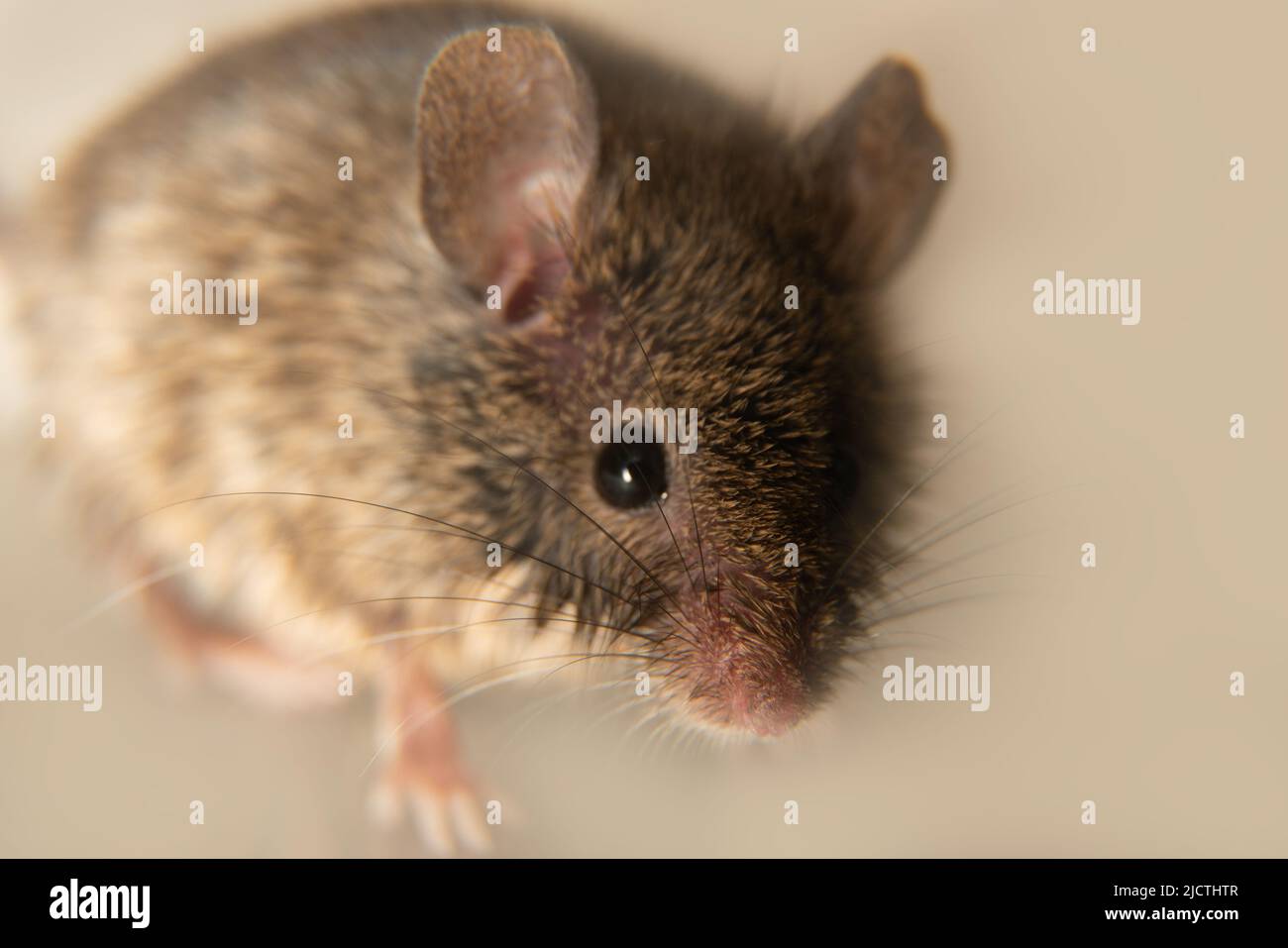 La souris suisse (maison) (Mus musculus) accompagne constamment les humains (synanthropes) et les parasitizes: Manger le grain dans les stockages, les produits. Il n'est pas possible Banque D'Images