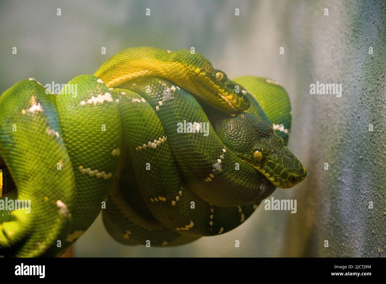 Deux python d'arbre vert (Morelia viridis) curled sur la branche d'arbre Banque D'Images