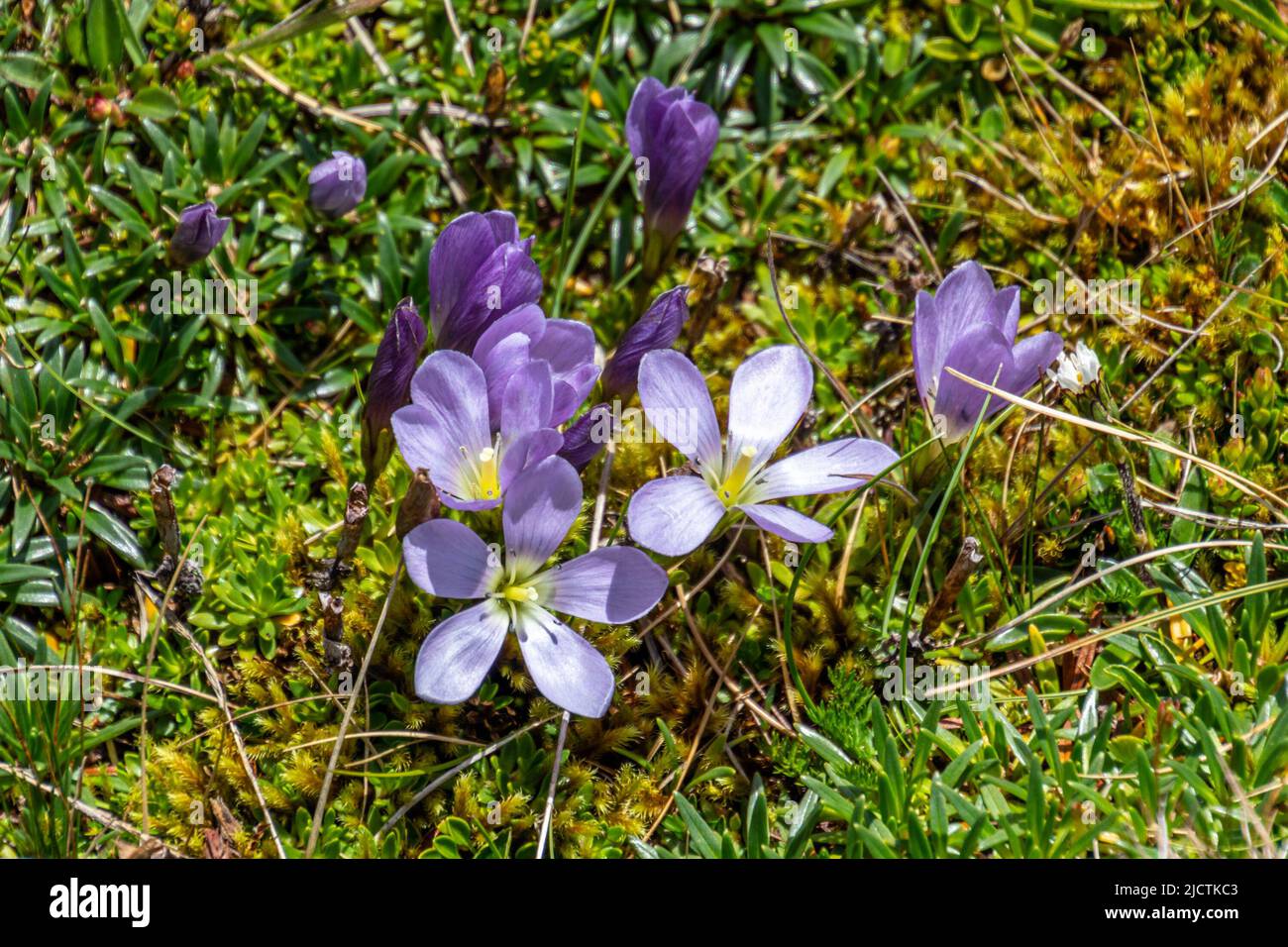 Fleur Gentianella cerastioides est de petites herbes mesurant jusqu'à 5 cm. Écarts en Colombie et en Équateur. Dans le parc national de cajas il se trouve dans le coussin par Banque D'Images