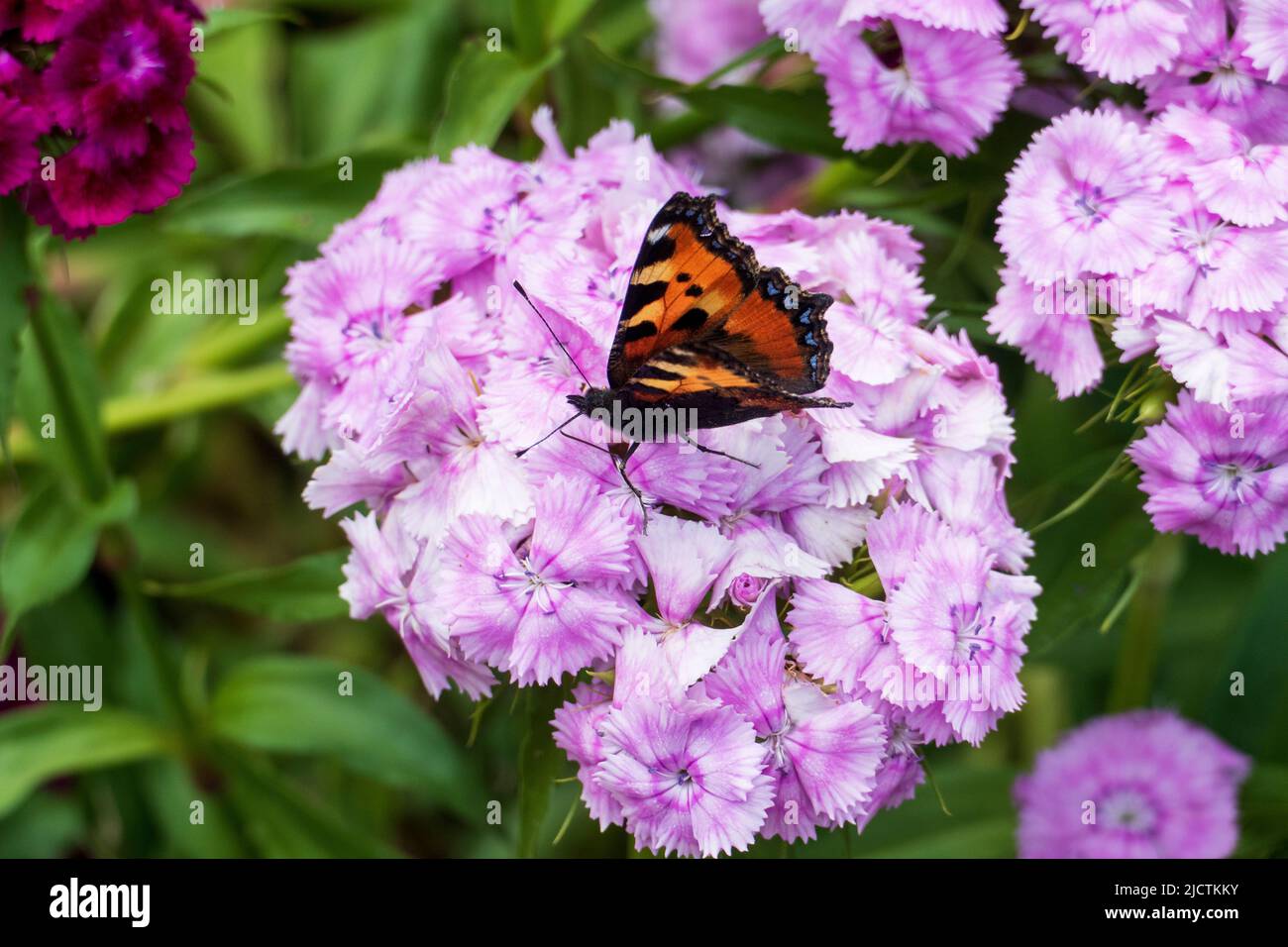 Schmetterling Kleiner Fuchs, Aglais urticae auf einer Bartnelke Blüte Banque D'Images