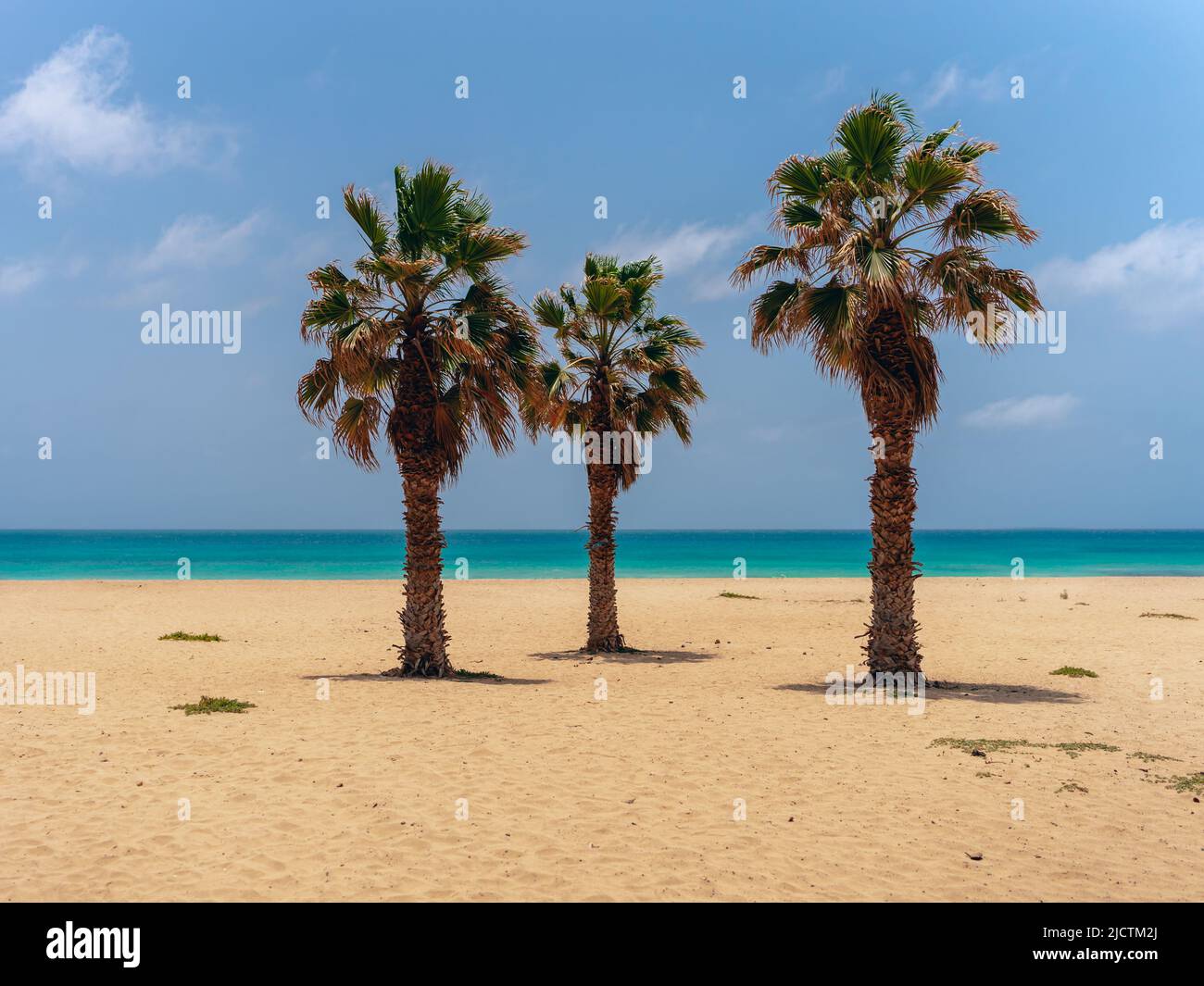 trois palmiers sur la plage avec océan sur le fond Banque D'Images