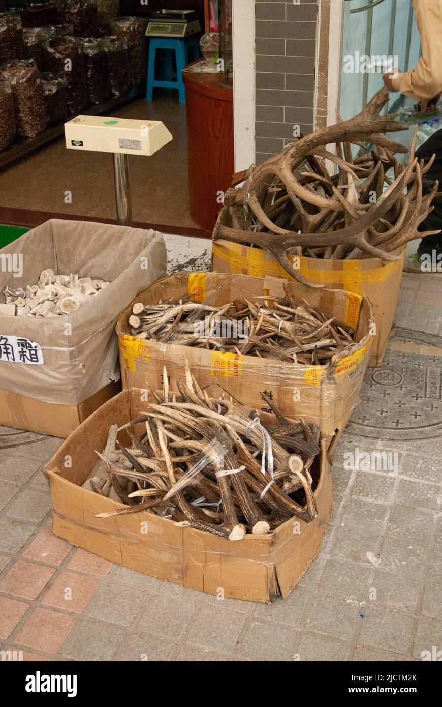 Les bois en vente sur le marché de Qingping, Guangzhou, chinois utilisent des parties d'animaux pour la médecine, ne sais pas si ces articles sont légaux ou pas. Banque D'Images