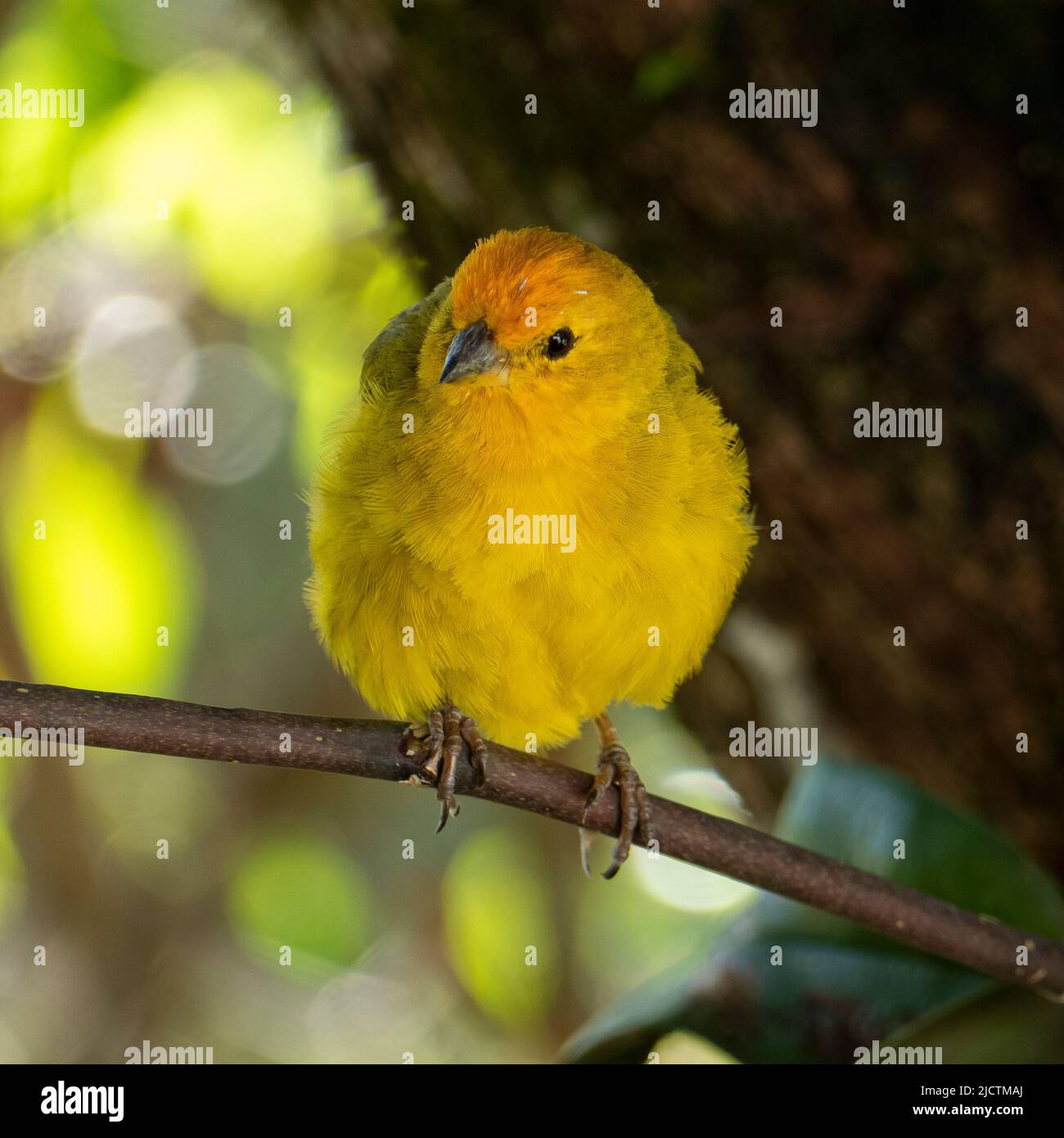 Canari atlantique, un petit oiseau sauvage brésilien. Le Crithagra flaviventris jaune canari est un petit oiseau de passereau de la famille finch. Banque D'Images