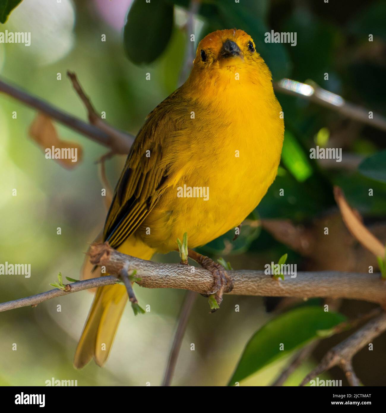 Canari atlantique, un petit oiseau sauvage brésilien. Le Crithagra flaviventris jaune canari est un petit oiseau de passereau de la famille finch. Banque D'Images