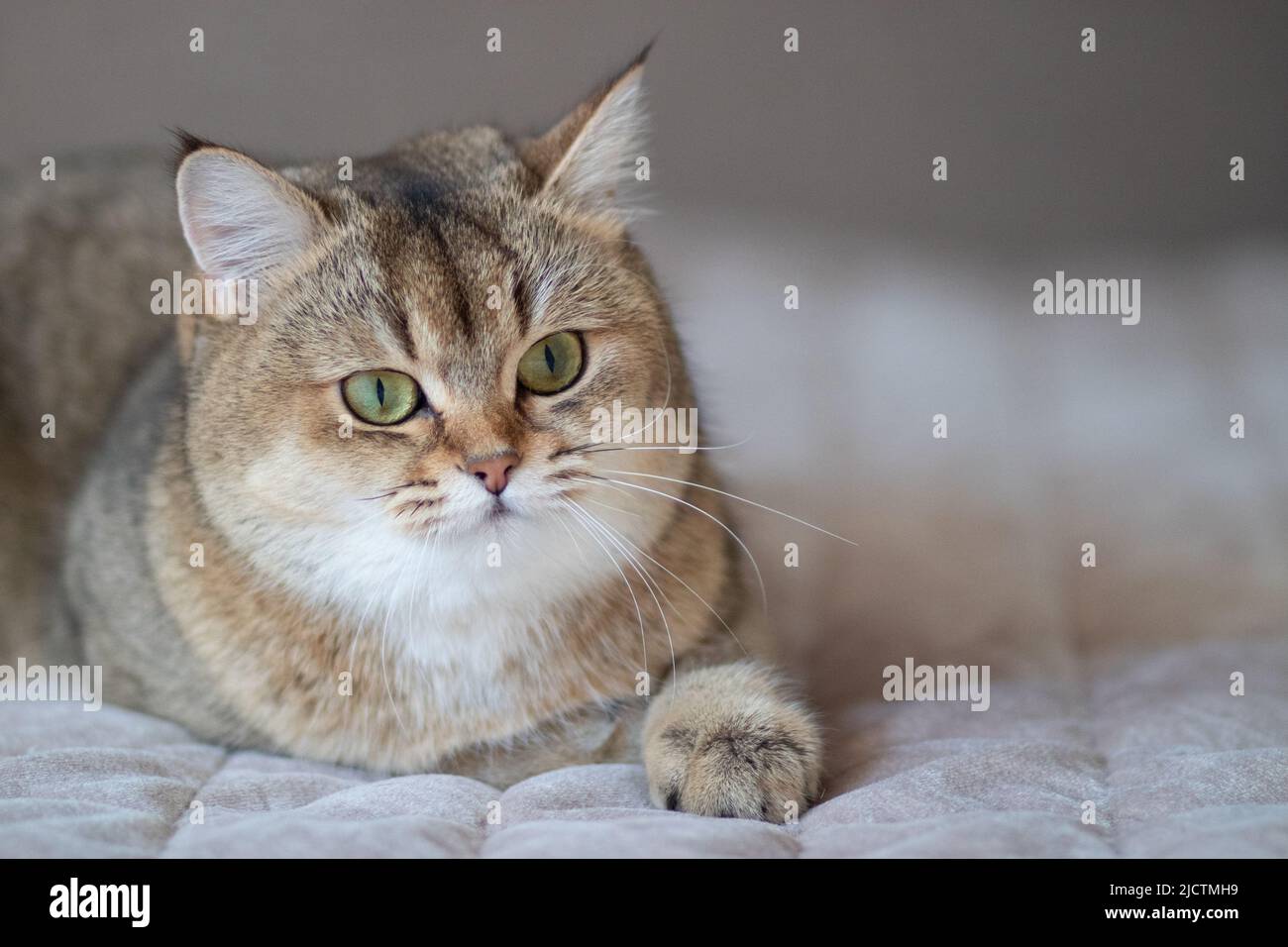 Vert - eyed British Shorthair Golden Chinchilla NY25 Banque D'Images