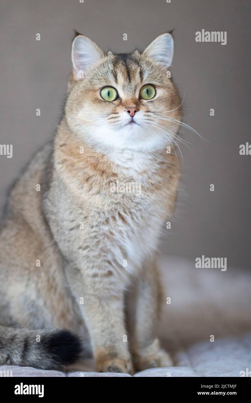 Vert - eyed British Shorthair Golden Chinchilla NY25 Banque D'Images