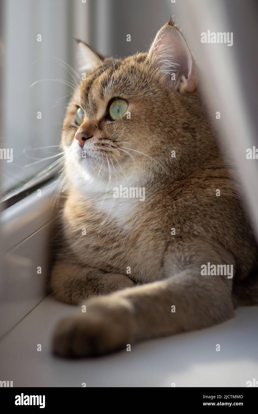 Vert - eyed British Shorthair Golden Chinchilla NY25 Banque D'Images