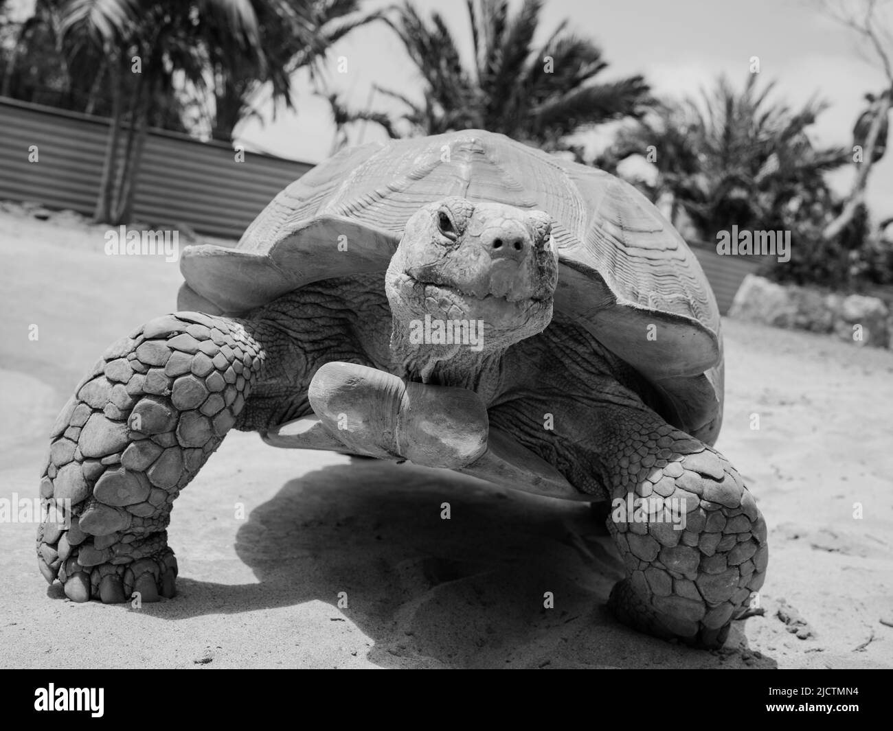 Gros plan de la tortue géante en noir et blanc Banque D'Images