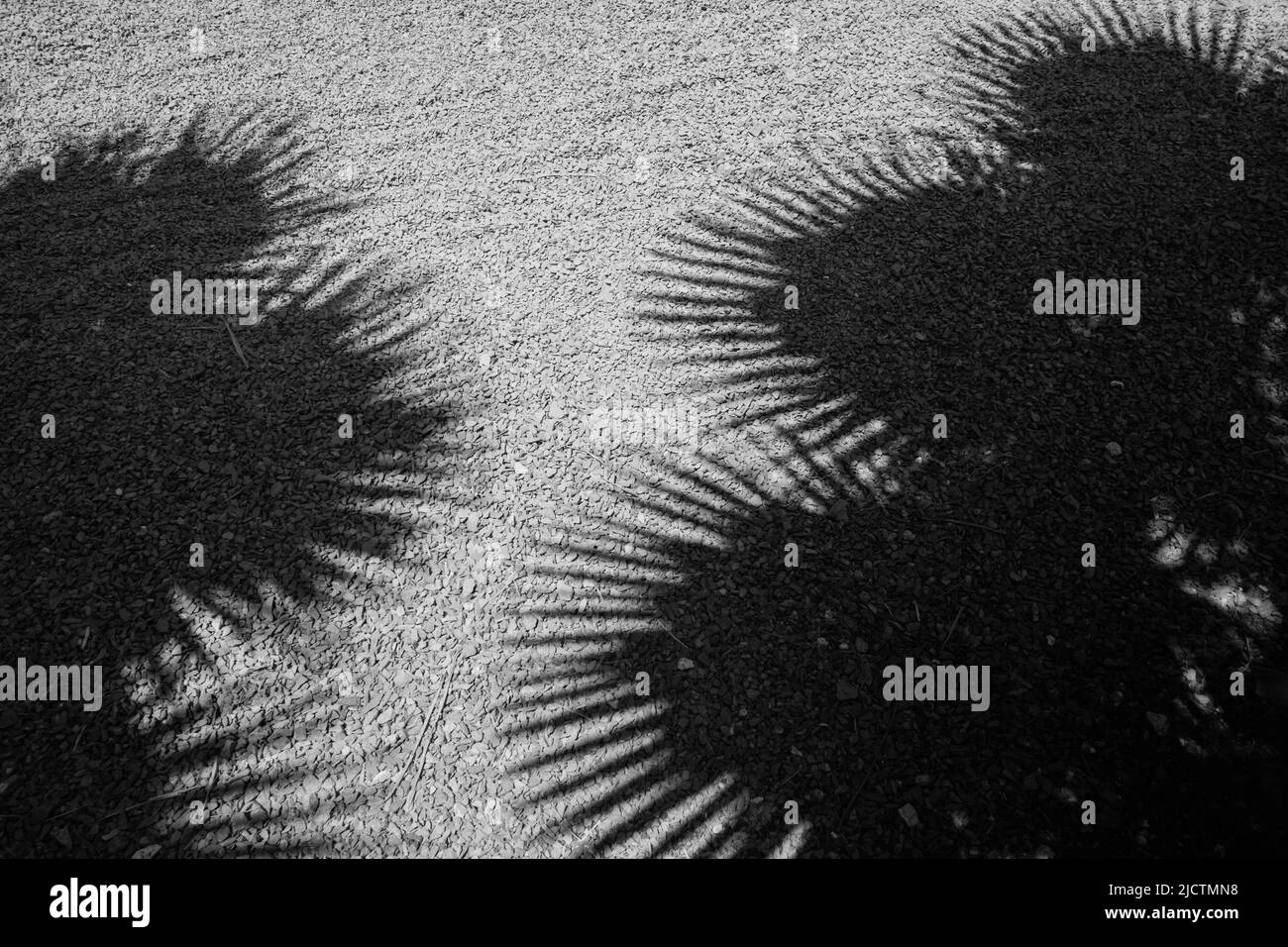 Silhouette de palmiers Banque D'Images