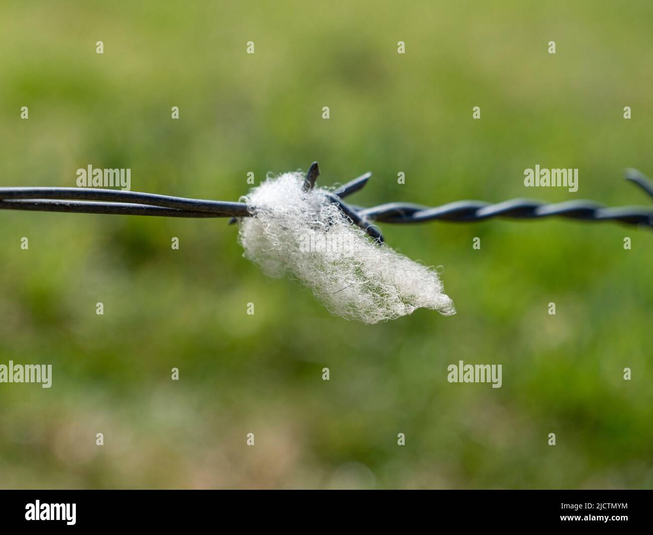 Gros plan de laine de mouton accrochée aux barbes sur une longueur de fil barbelé sur une clôture à Dorset, Royaume-Uni. Banque D'Images