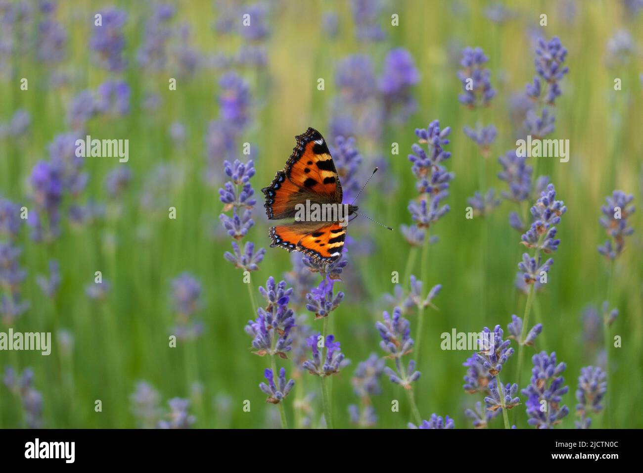 Schmetterling Kleiner Fuchs, Aglais urticae auf einer Lavendel Blüte Banque D'Images