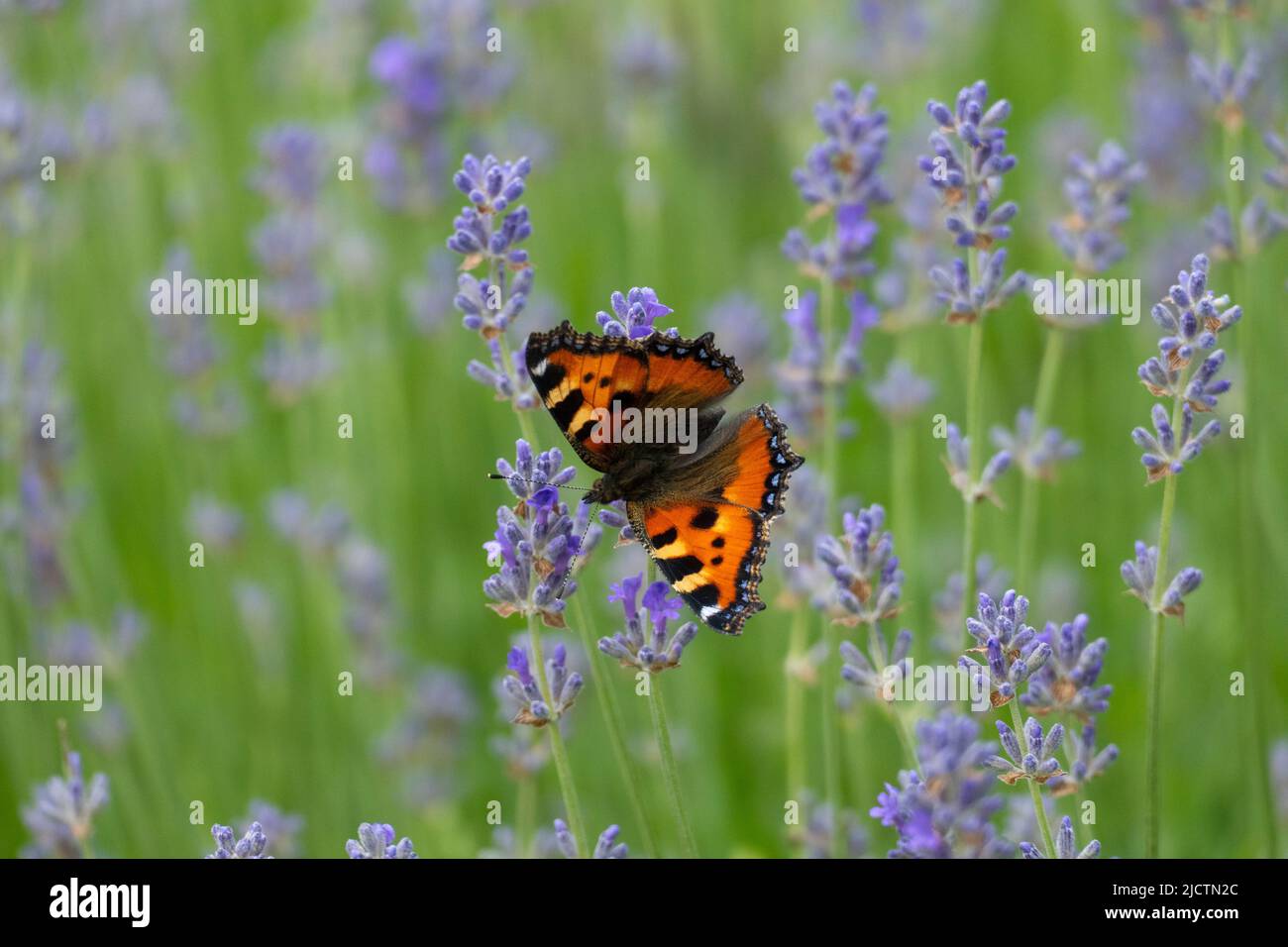 Schmetterling Kleiner Fuchs, Aglais urticae auf einer Lavendel Blüte Banque D'Images
