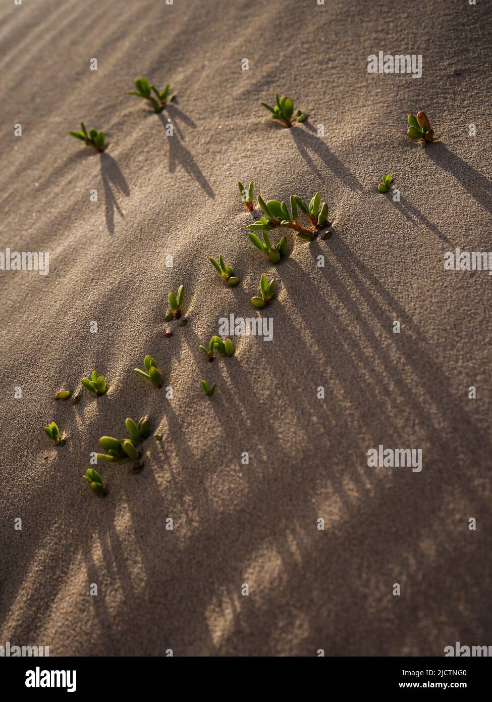 Petites plantes vertes qui poussent sur des dunes de sable Banque D'Images