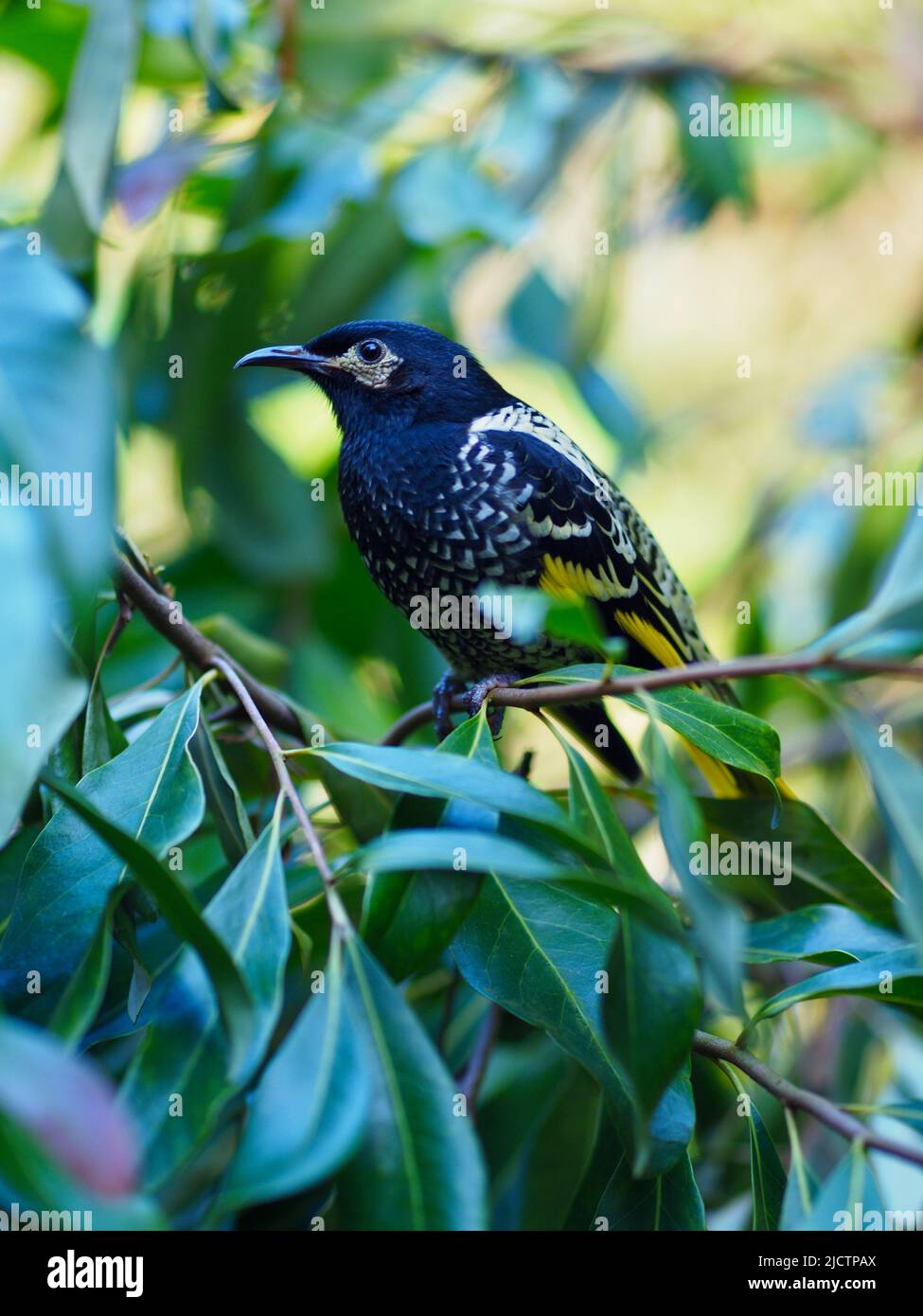 Svelte gracieuse Regent Honeyeater avec des yeux vifs et un plumage impeccable. Banque D'Images