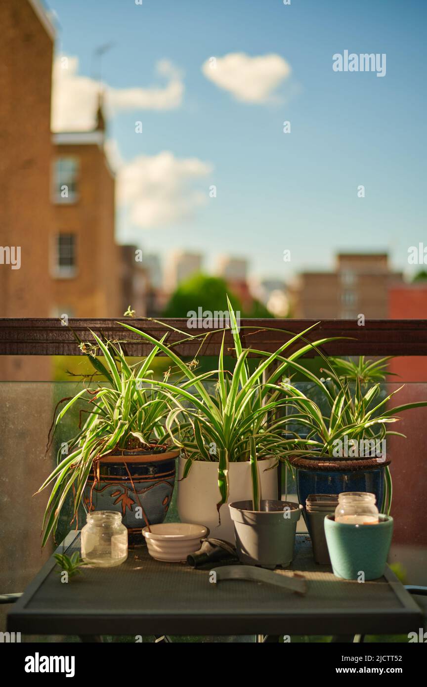 Trois plantes d'araignée chlorophytum comosum sur une table métallique au soleil pendant l'été Banque D'Images