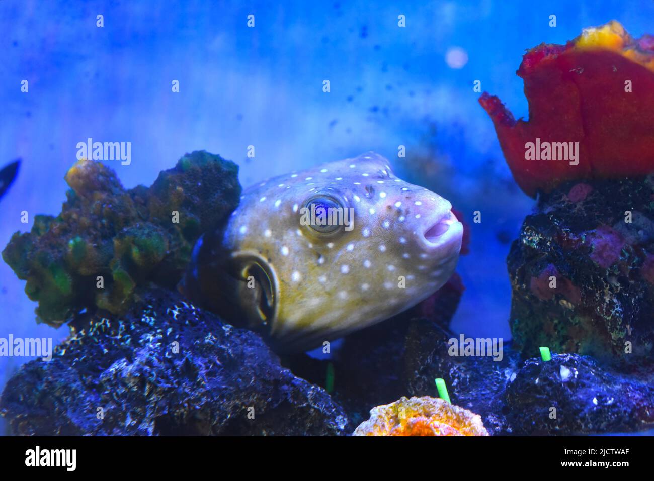 Gros plan sur un poisson blanc à pois dans un aquarium Banque D'Images