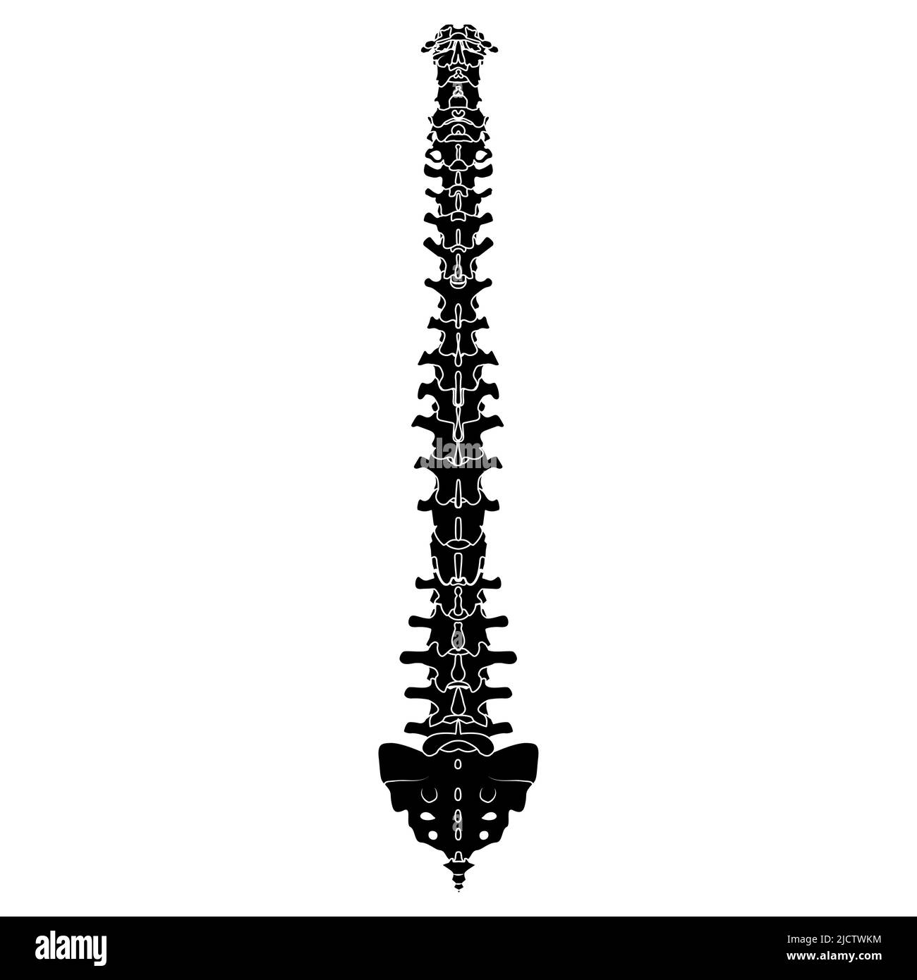 Squelette colonne vertébrale humaine silhouette colonne vertébrale os du corps - sacrum, vertèbres, dos coccyx vue postérieure dorsale plate couleur noire concept illustration vectorielle de l'anatomie isolée sur fond blanc Illustration de Vecteur