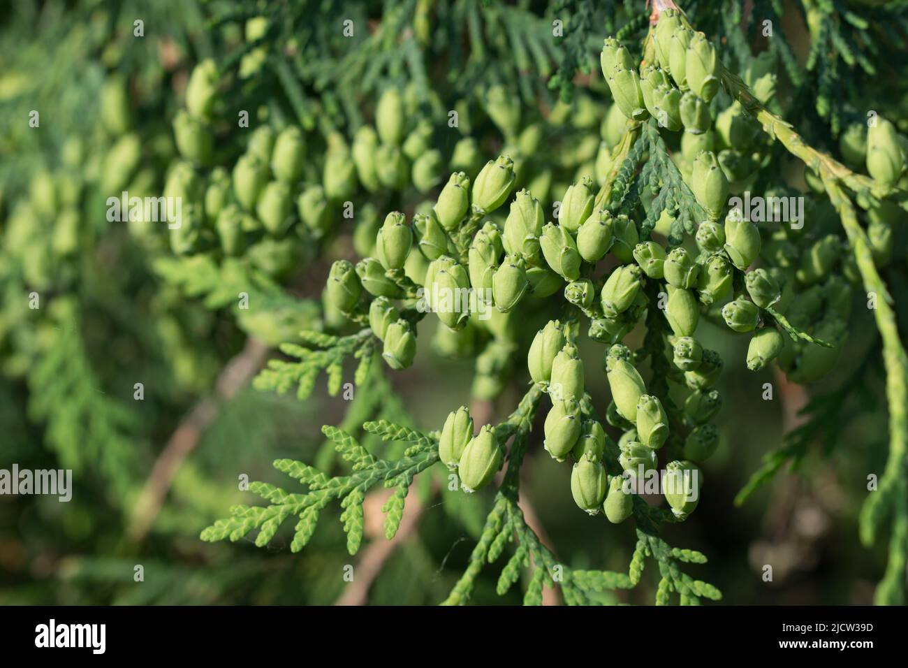 fruits de thuya sur la branche de gros plan sélectif foyer Banque D'Images