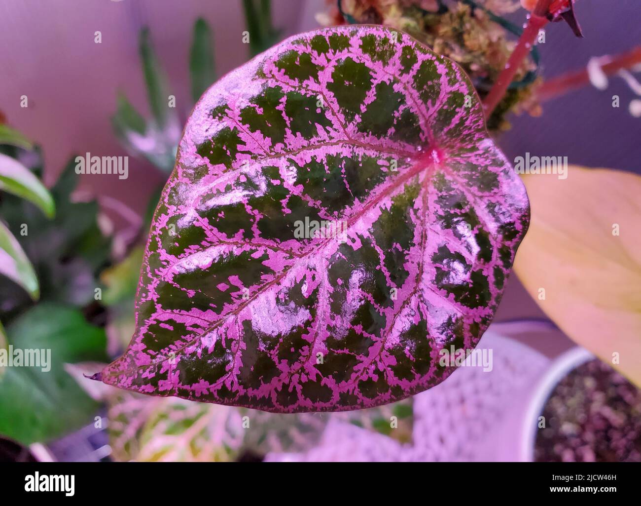 Gros plan d'une belle veine rose et d'une feuille verte de Piper Ornatum Banque D'Images