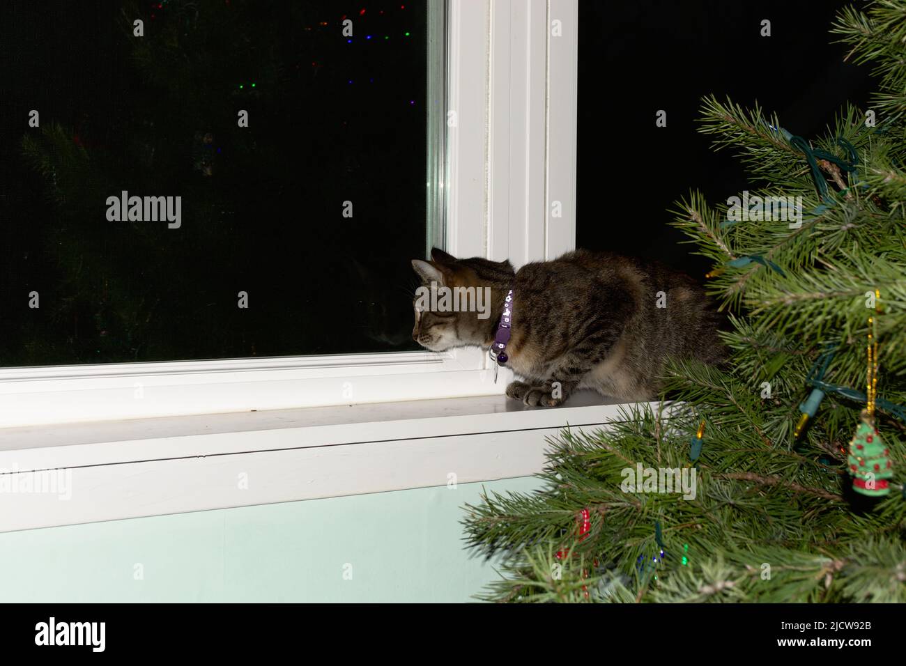 Chat assis sur le rebord de la fenêtre derrière l'arbre de Noël Banque D'Images