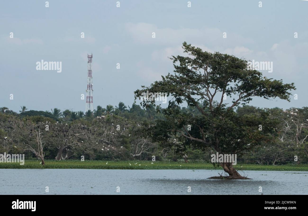 Magnifiques paysages au Sri Lanka Banque D'Images