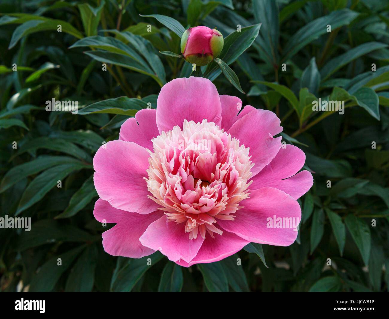 Bourgeon de pivoine rose sur une tige avec des feuilles vertes sur le fond flou. Faible profondeur de champ. Banque D'Images