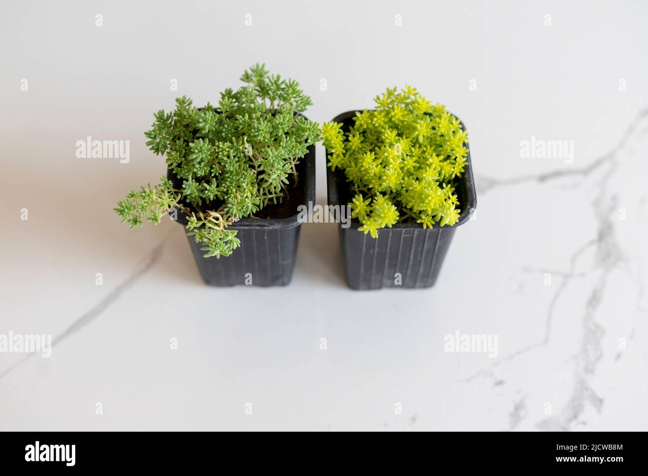 Mousse dorée Sedum. Tapis doré Stonecrop. Plantes avec de belles feuilles. Banque D'Images