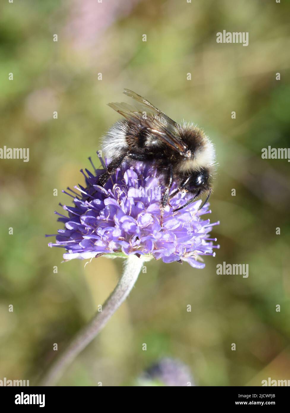 Cuckoo Bumblebee Bombus norwegicus mâle sur la fleur scabieuse du diable Banque D'Images
