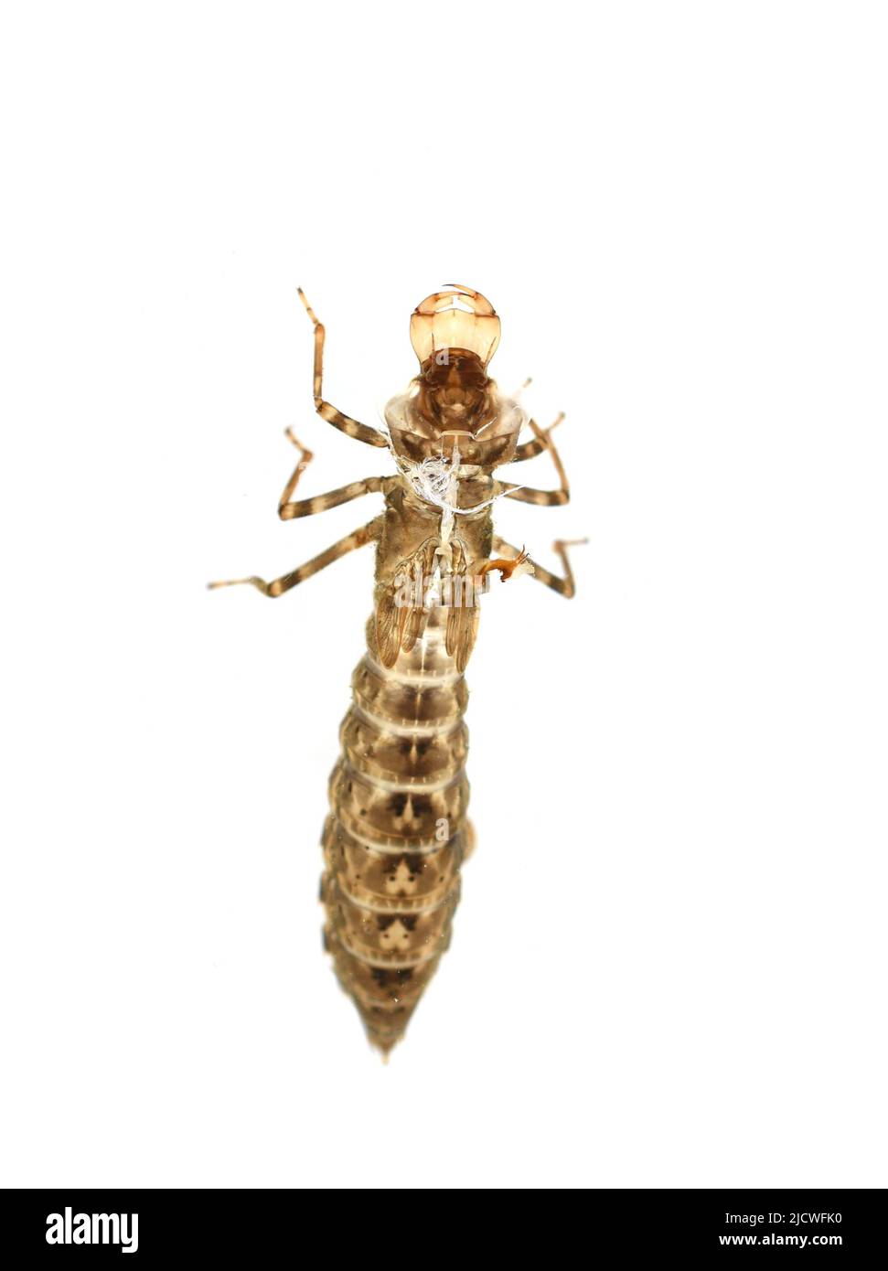 La peau vide de nymphe hantée d'une libellule émergée face arrière isolée sur fond blanc Banque D'Images