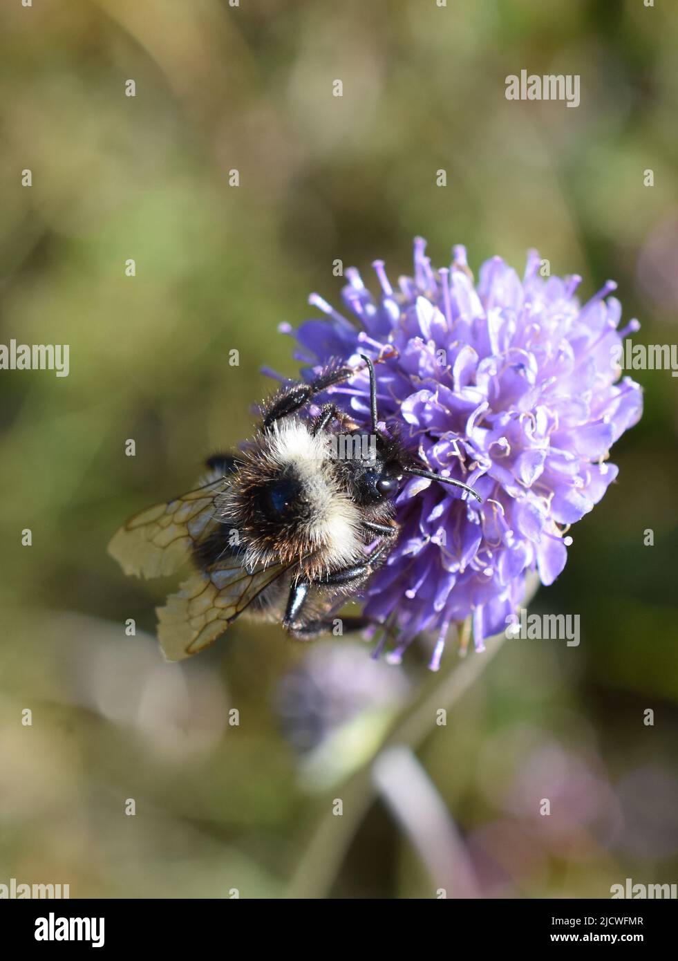 Cuckoo Bumblebee Bombus norwegicus mâle sur la fleur scabieuse du diable Banque D'Images