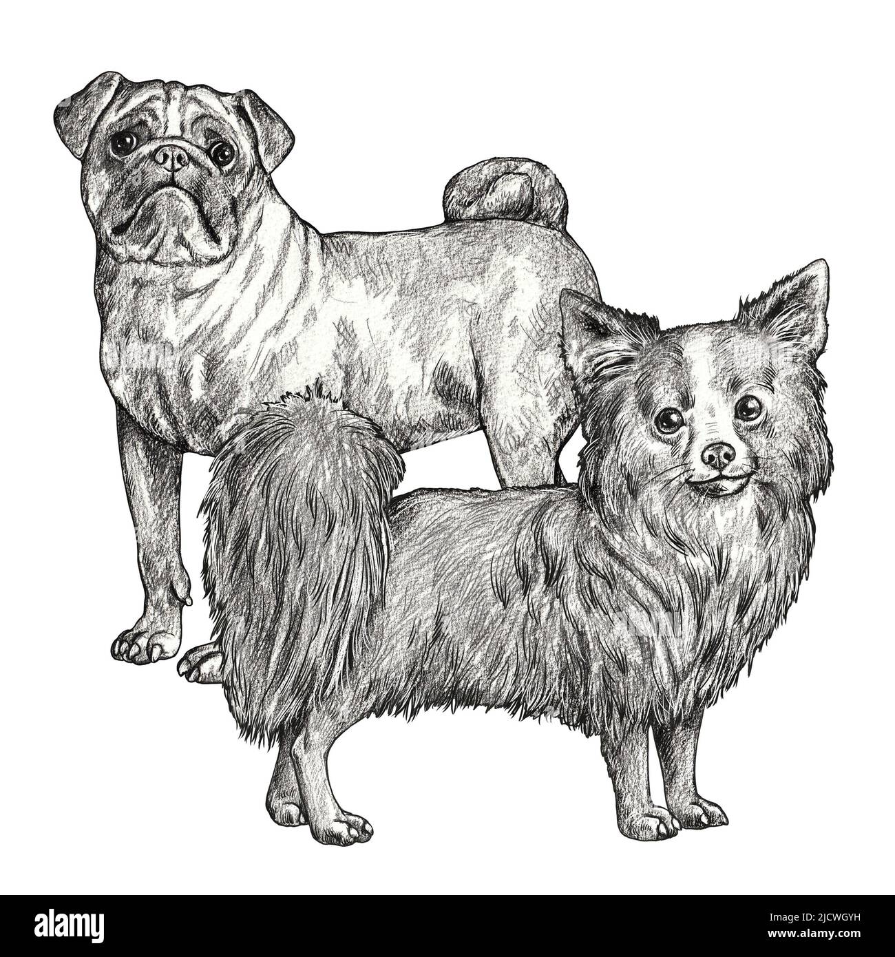 Chihuahua et dessin de pug. Illustration à la main avec un crayon isolé avec des chiens. Banque D'Images