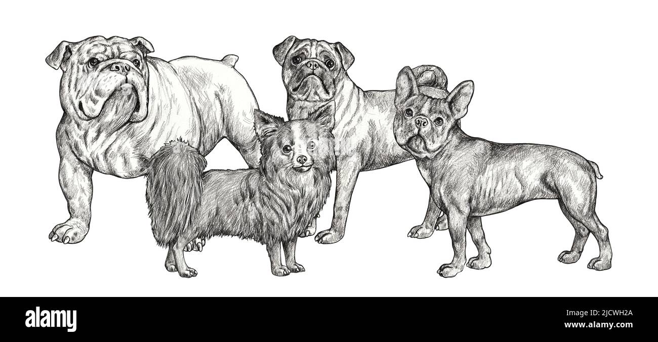 Chien de taureau français, chien de taureau anglais, chihuahua et dessin de pug. Illustration à la main avec un crayon isolé avec des chiens. Banque D'Images
