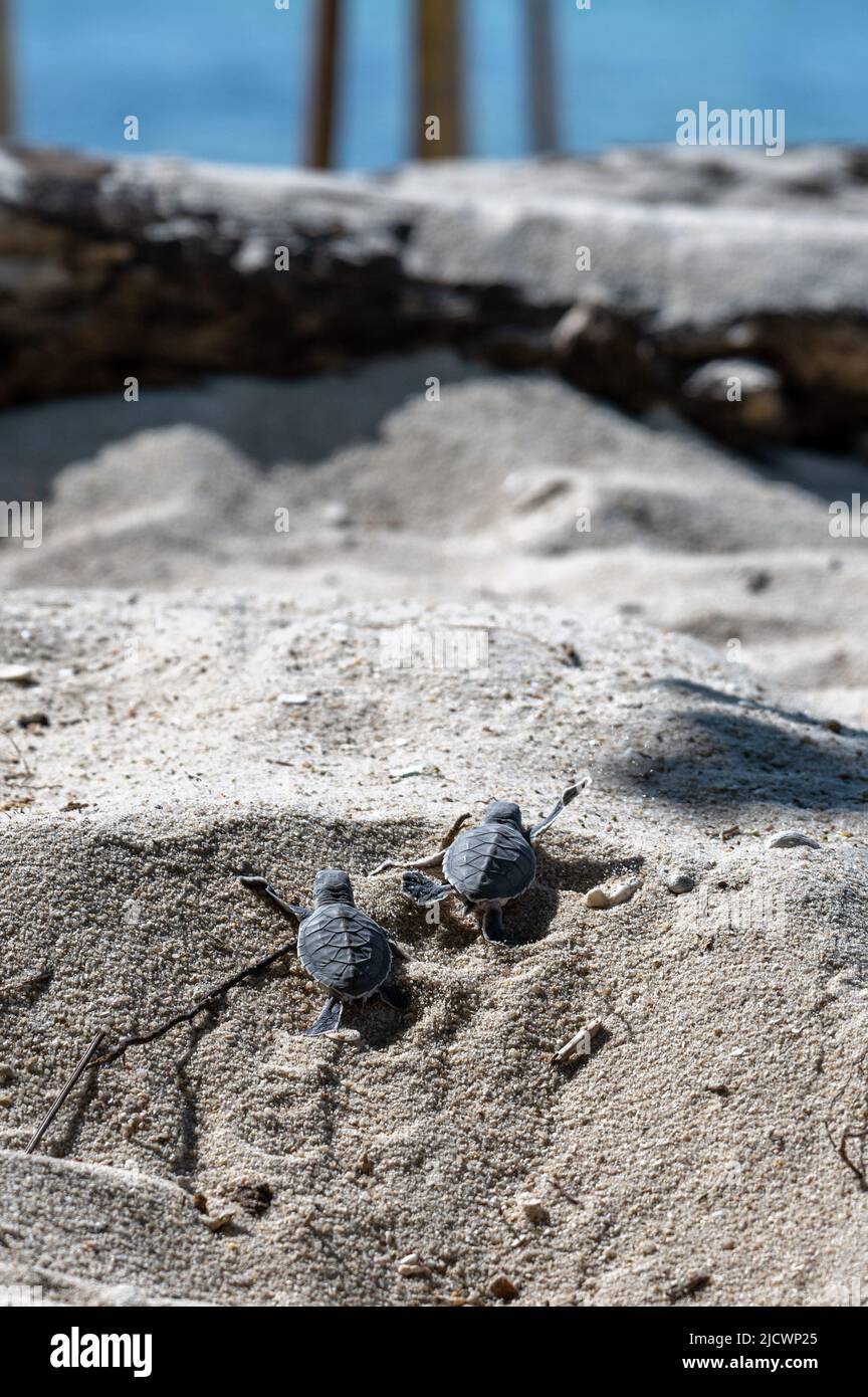 (220616) -- L'ÎLE DE REDANG, 16 juin 2022 (Xinhua) -- les jeunes tortues vertes nouvellement éclos s'écurrent vers la mer après être sortis du nid au sanctuaire de la tortue de Chagar Hutang, dans la partie nord de l'île de Redang, Terengganu, en Malaisie, sur 14 juin 2022. Le sanctuaire de la tortue Chagar Hutang est l'un des principaux sites de nidification des tortues vertes et des tortues de mer. La période de nidification annuelle des tortues de mer vertes tombe habituellement autour de mars à octobre, avec un pic de mai à juillet. En 2005, le gouvernement de l'État de Terengganu a déclaré la plage de Chagar Hutang comme sanctuaire de tortues de mer. Depuis, Chagar Hutan Banque D'Images